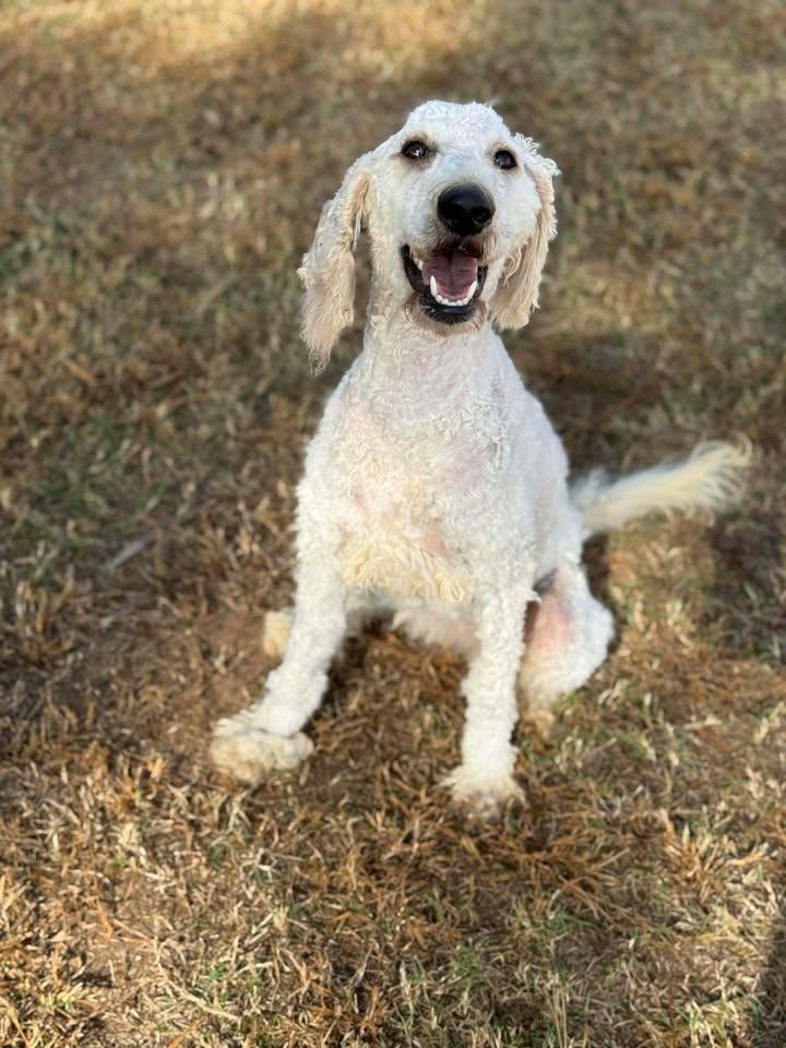 Enlarge Joy, a Adoptable mixed breed in Leesburg, GA image 2/2