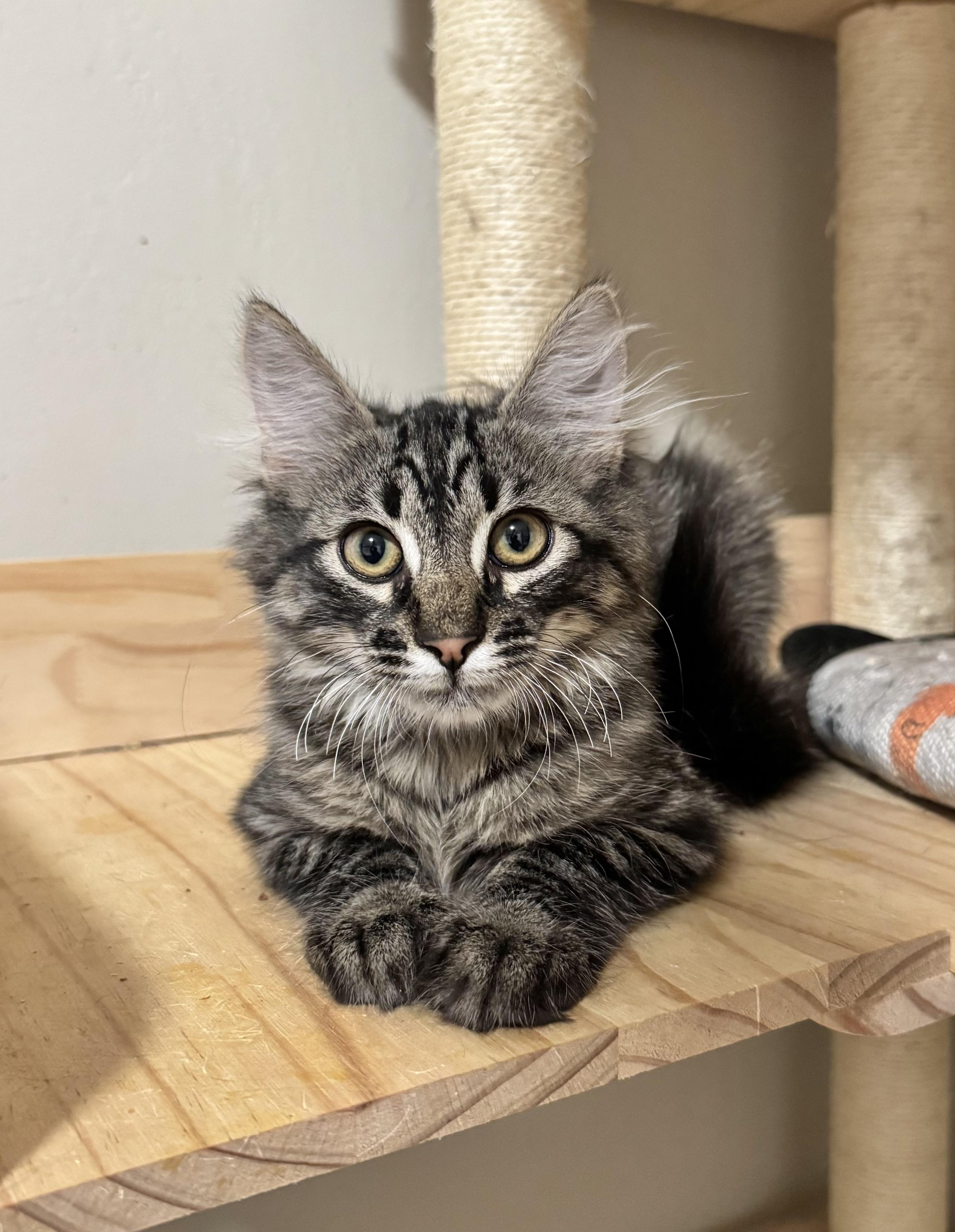 Bobby, ADOPTABLE, Young Male Domestic Long Hair.