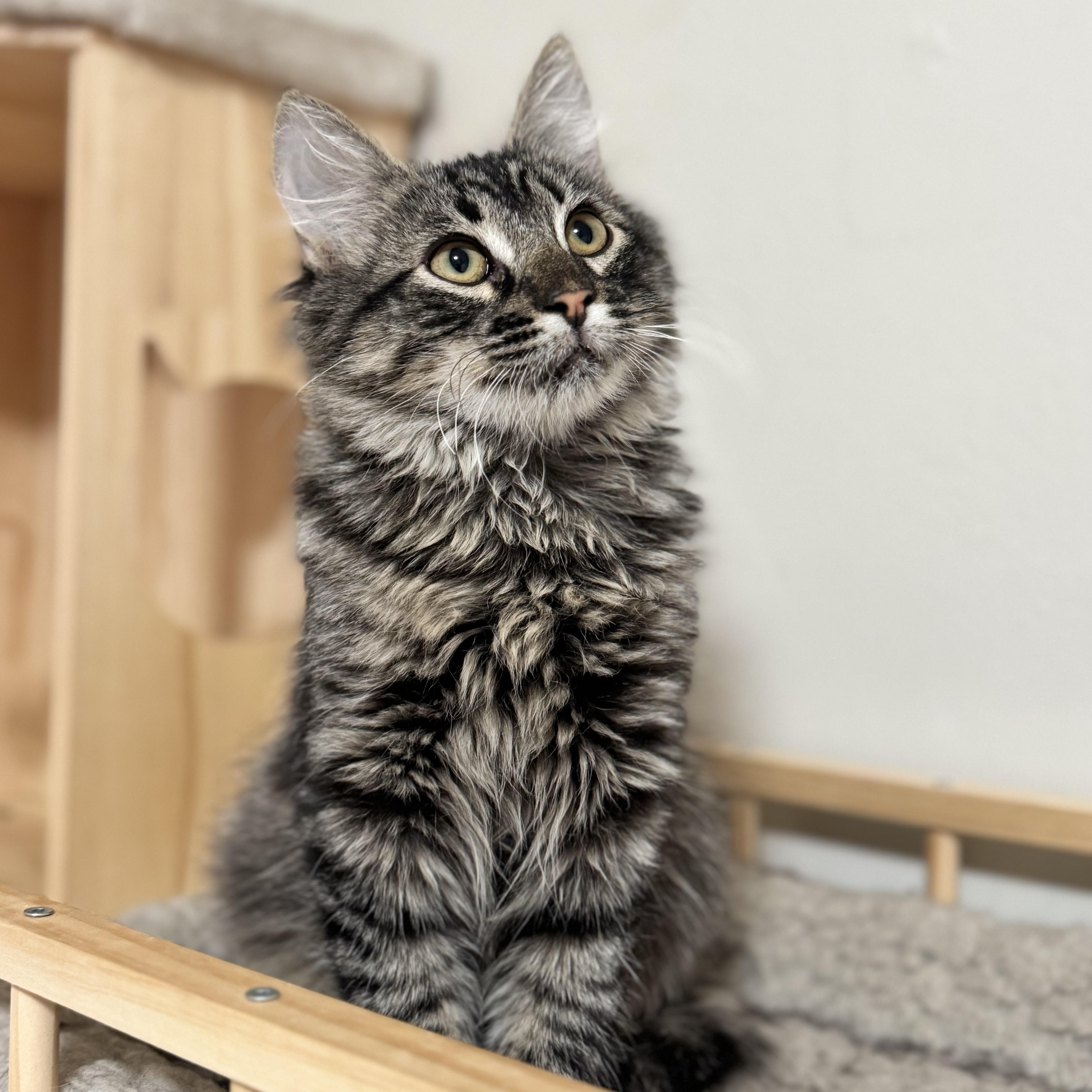 Enlarge Bobby, a Adoptable Domestic Long Hair in Riverside, CA image 1/5