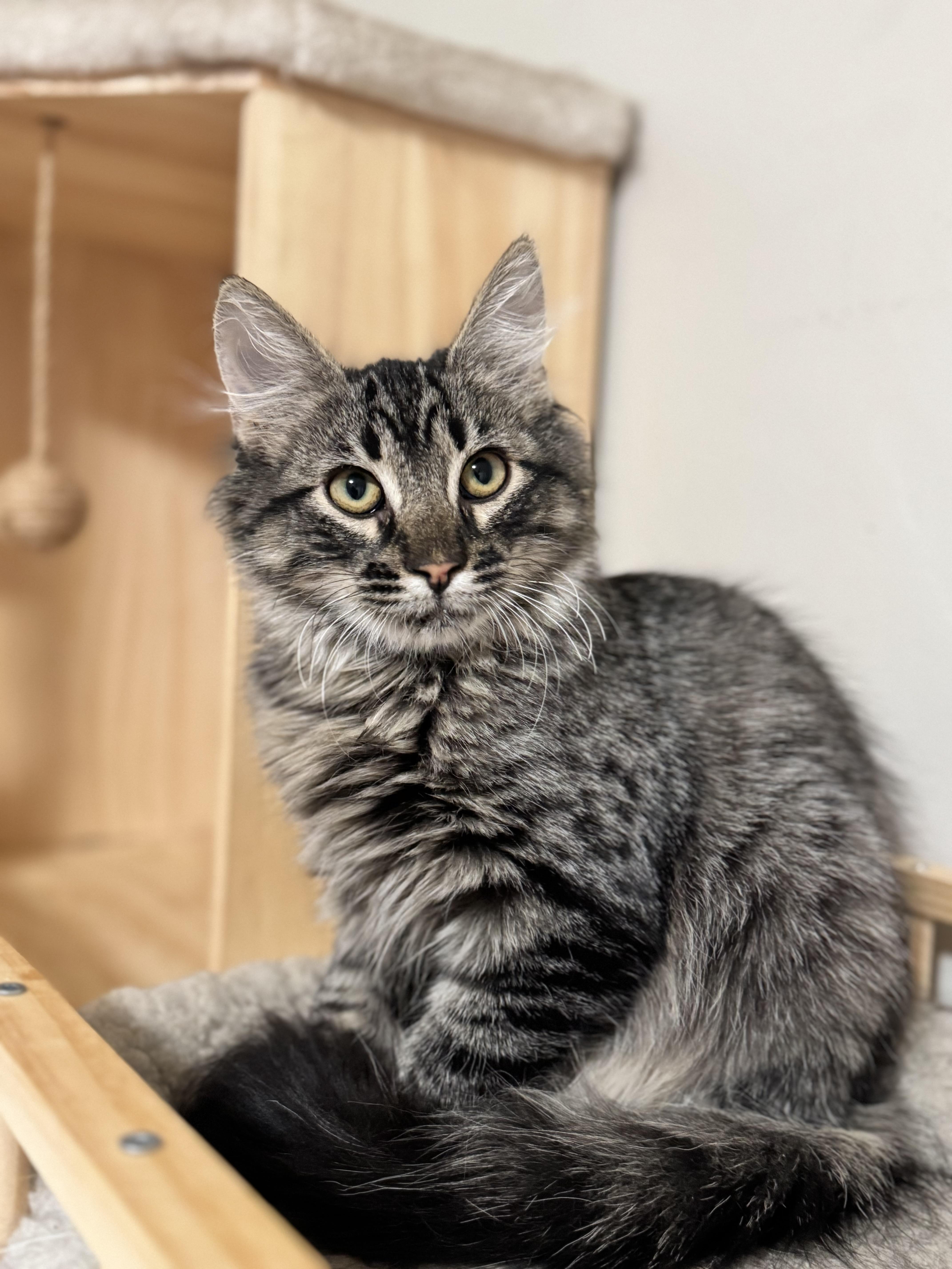 Enlarge Bobby, a Adoptable Domestic Long Hair in Riverside, CA image 5/5