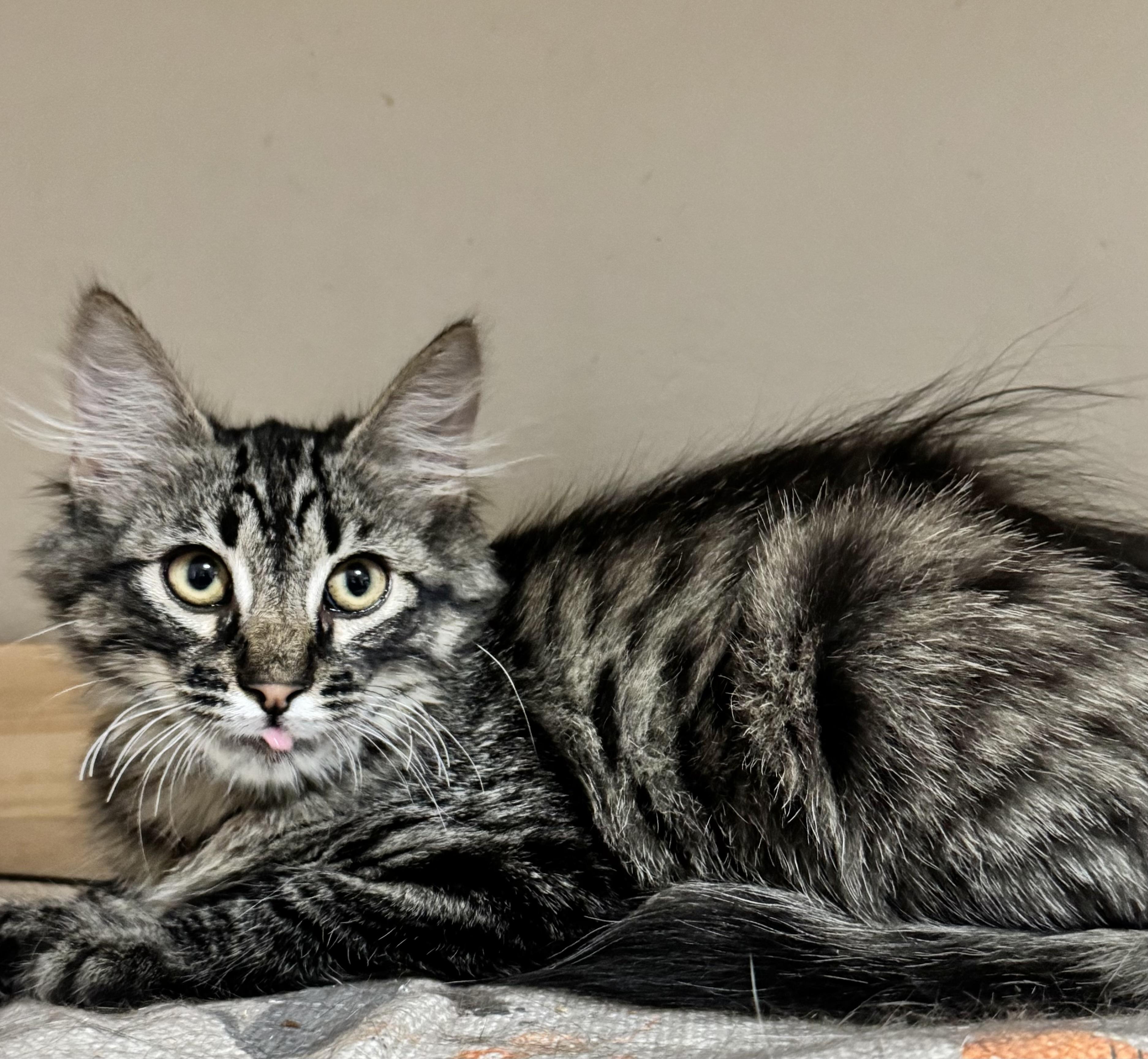 Bobby, a ADOPTABLE Domestic Long Hair in Riverside, CA image 2/4