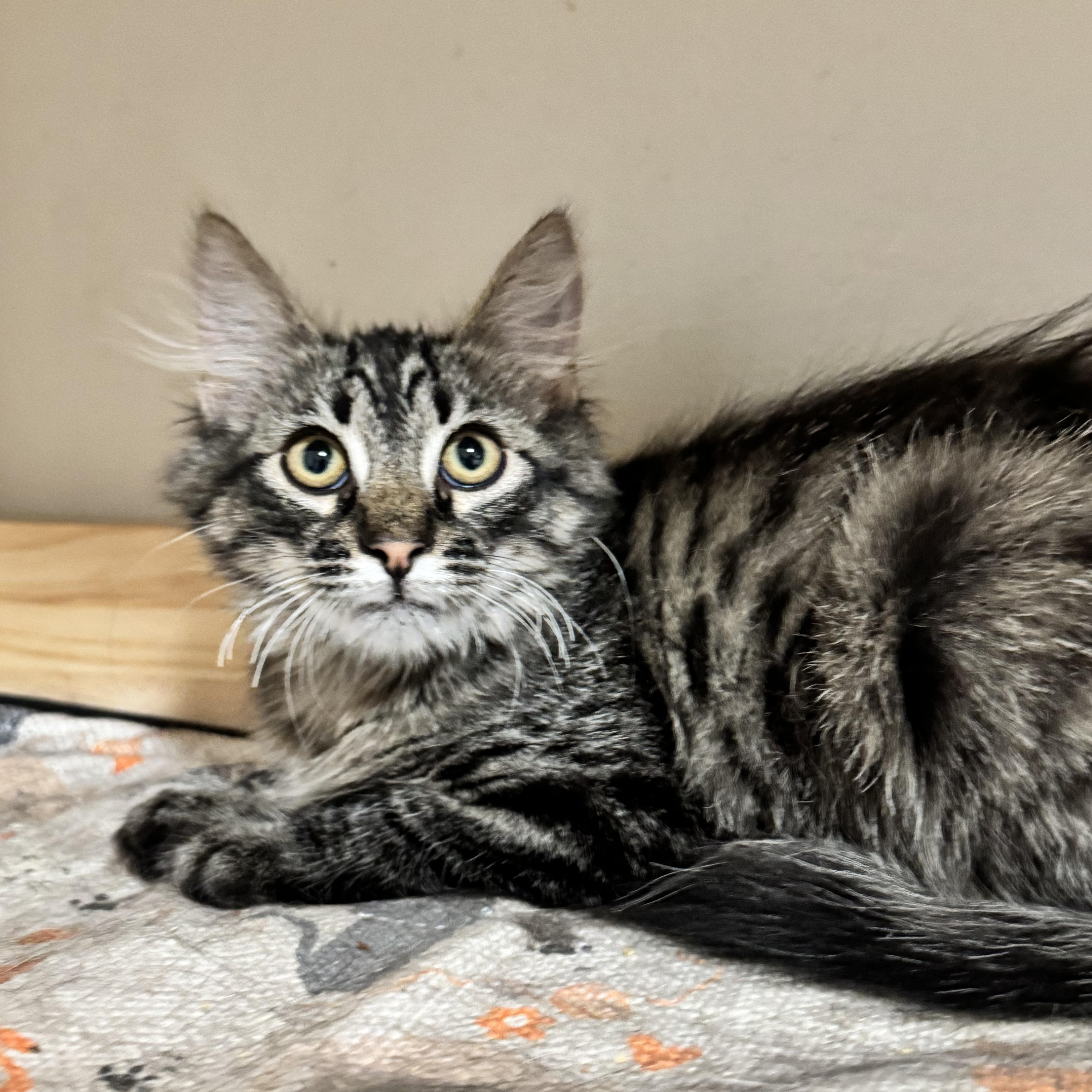 Bobby, a ADOPTABLE Domestic Long Hair in Riverside, CA image 3/4