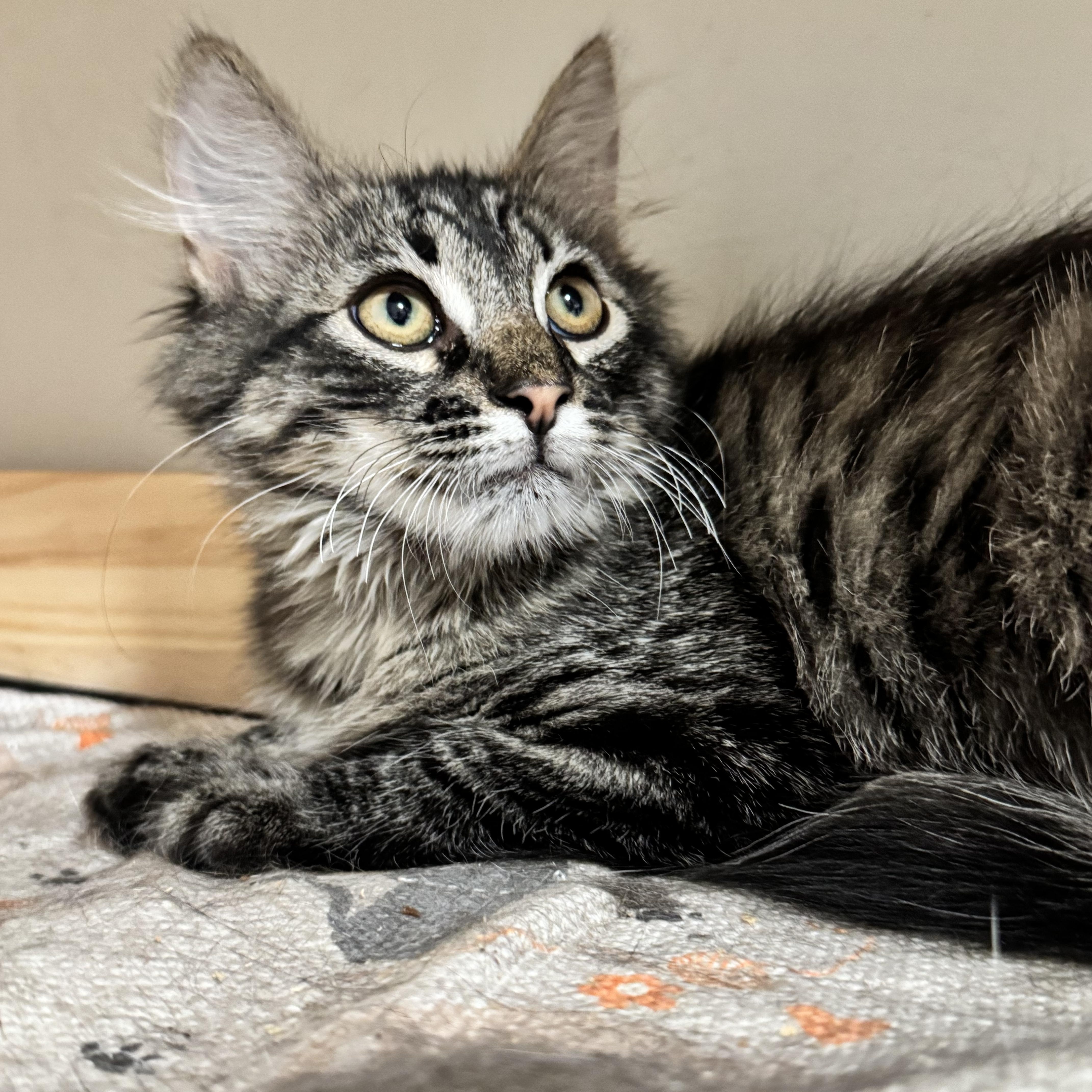 Bobby, a ADOPTABLE Domestic Long Hair in Riverside, CA image 4/4
