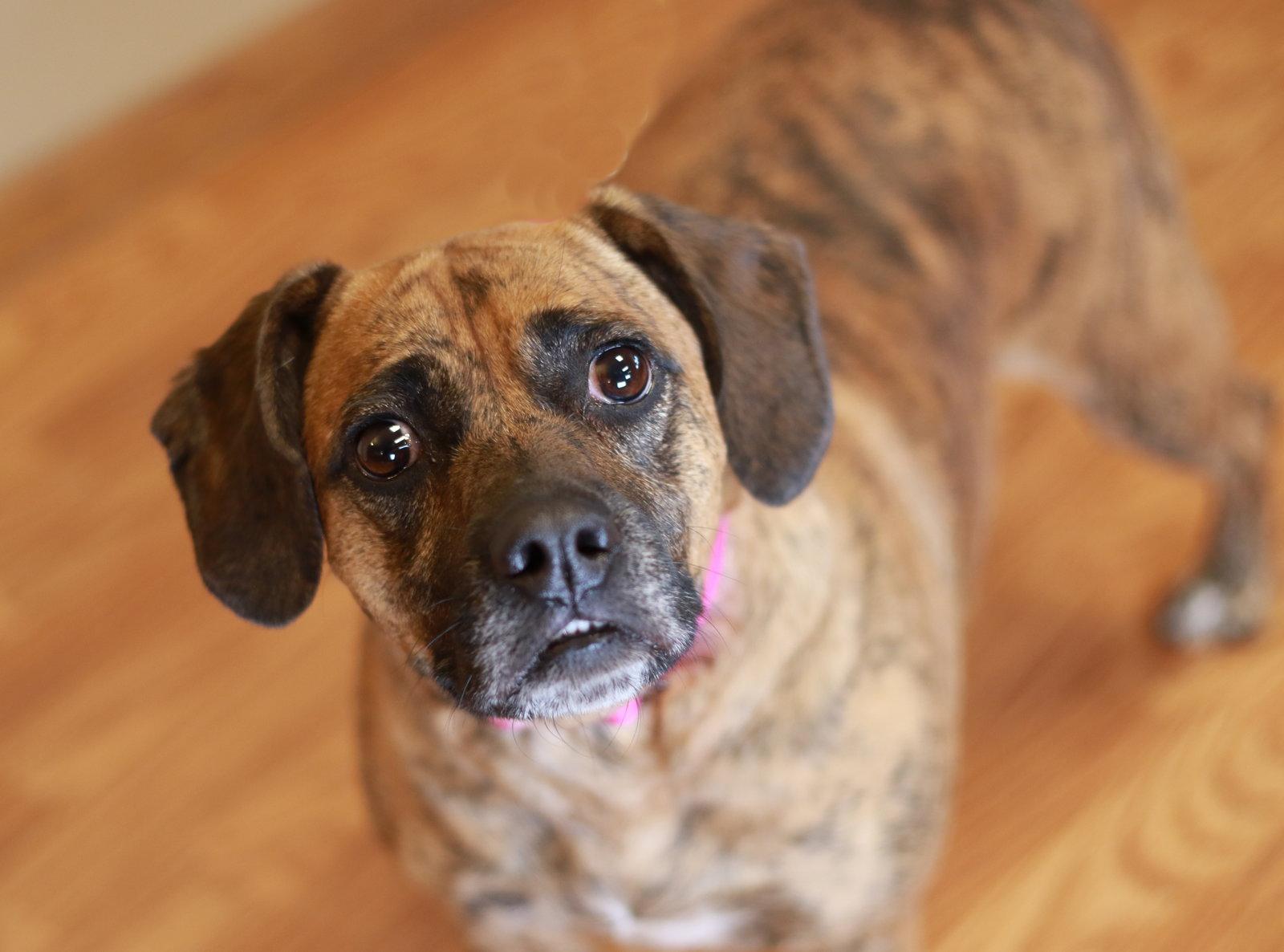 Enlarge Tigress, a Adopted mixed breed in Mankato, MN image 1/3