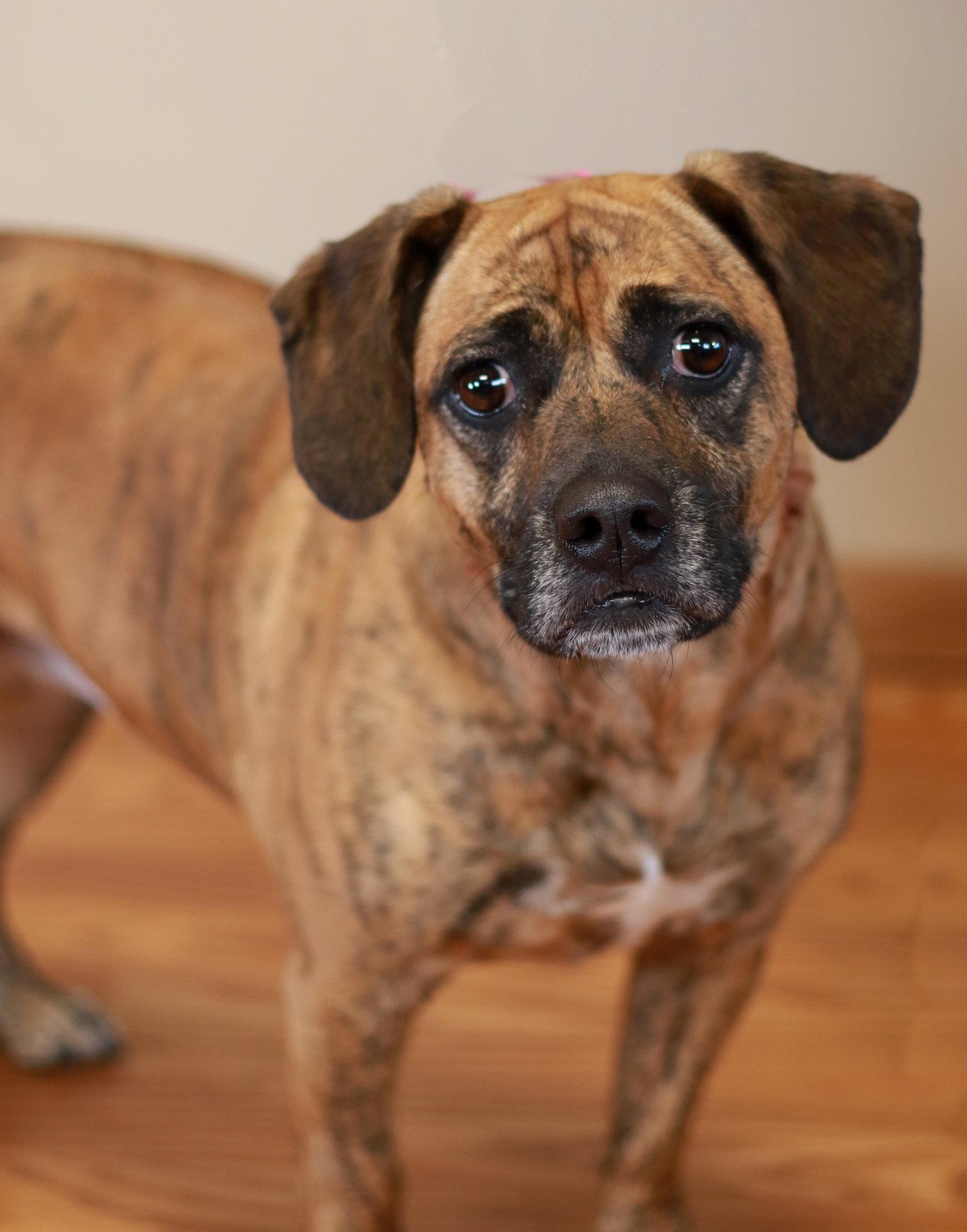 Enlarge Tigress, a Adopted mixed breed in Mankato, MN image 2/3