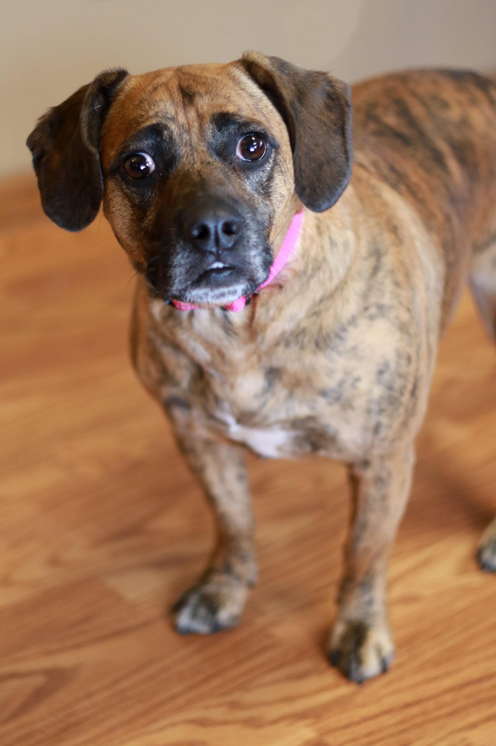 Enlarge Tigress, a Adopted mixed breed in Mankato, MN image 3/3