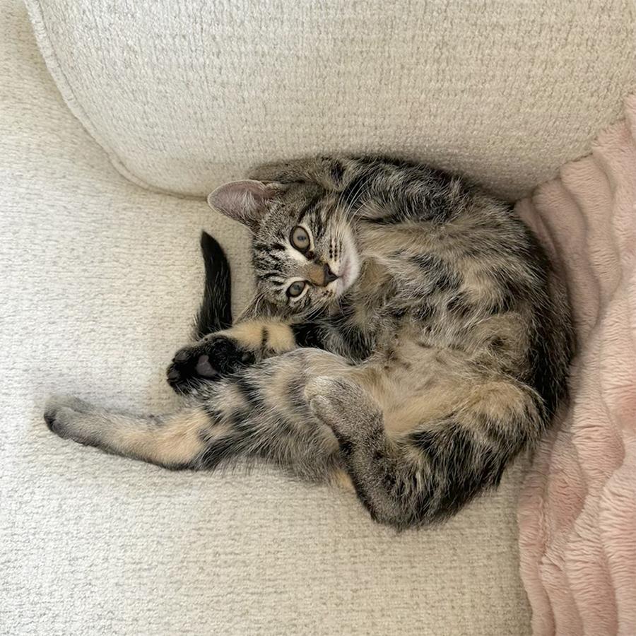 Leo, Adoptable, Kitten Male American Shorthair.