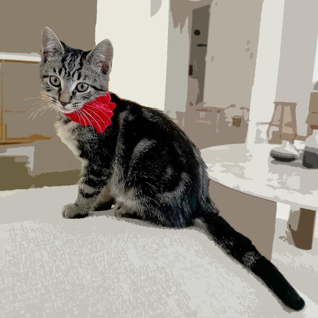 Enlarge Leo, an adopted American Shorthair in Bedford, NY image 2/2