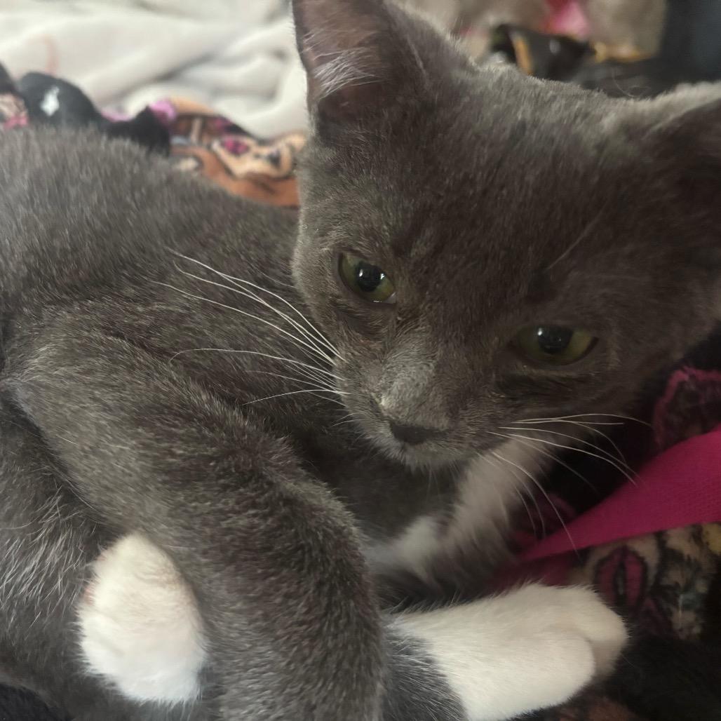 Enlarge Ivy, a Adoptable Domestic Short Hair in Howard beach, NY image 1/6