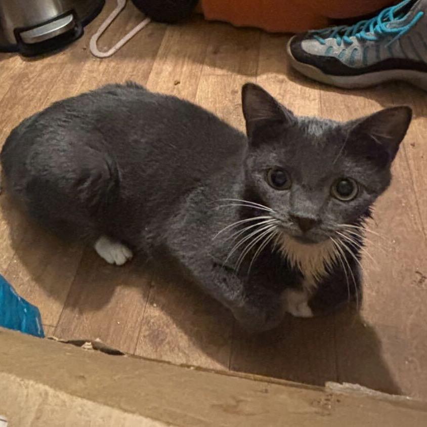 Enlarge Ivy, a Adoptable Domestic Short Hair in Howard beach, NY image 2/6