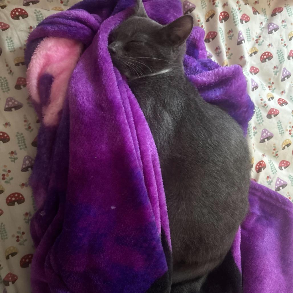 Enlarge Ivy, a Adoptable Domestic Short Hair in Howard beach, NY image 3/6