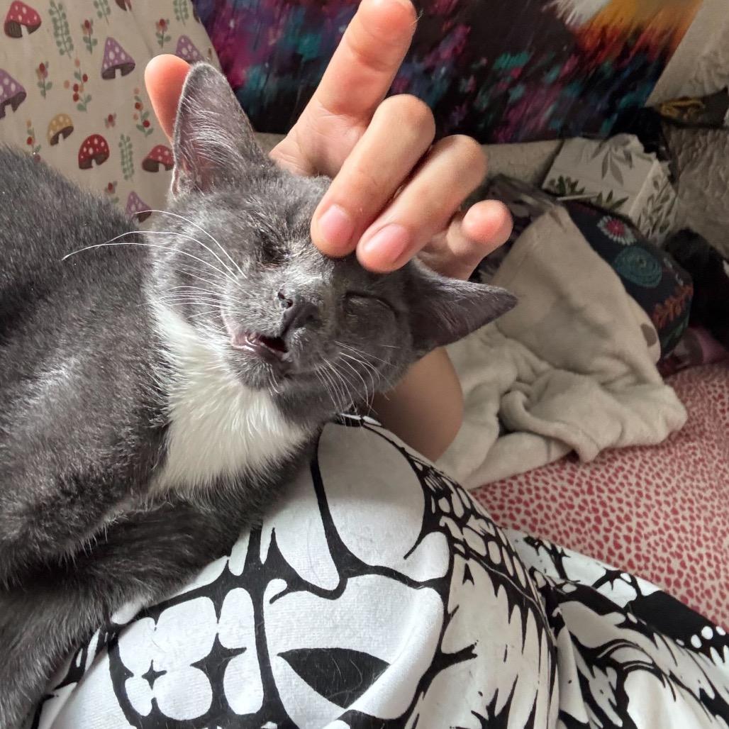 Enlarge Ivy, a Adoptable Domestic Short Hair in Howard beach, NY image 4/6