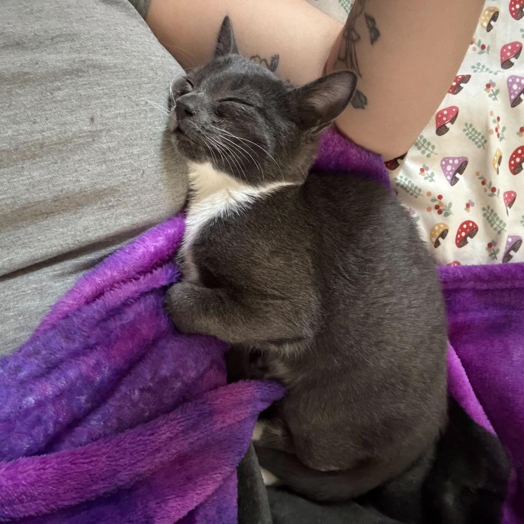 Enlarge Ivy, a Adoptable Domestic Short Hair in Howard beach, NY image 5/6