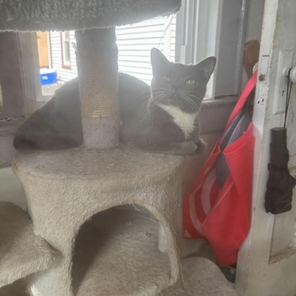 Enlarge Ivy, a Adoptable Domestic Short Hair in Howard beach, NY image 6/6