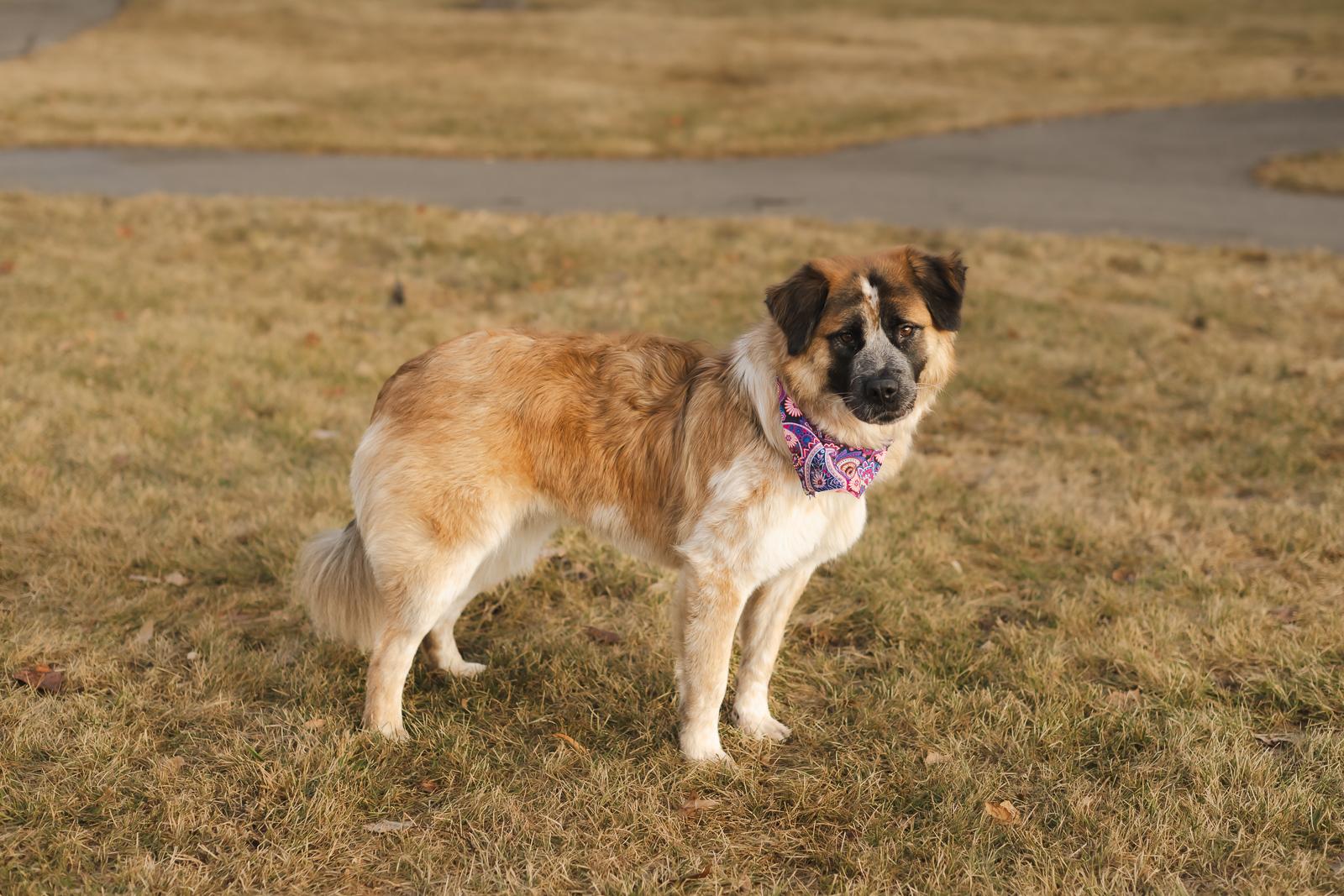 Elain, Adoptable, Adult Female Border Collie.