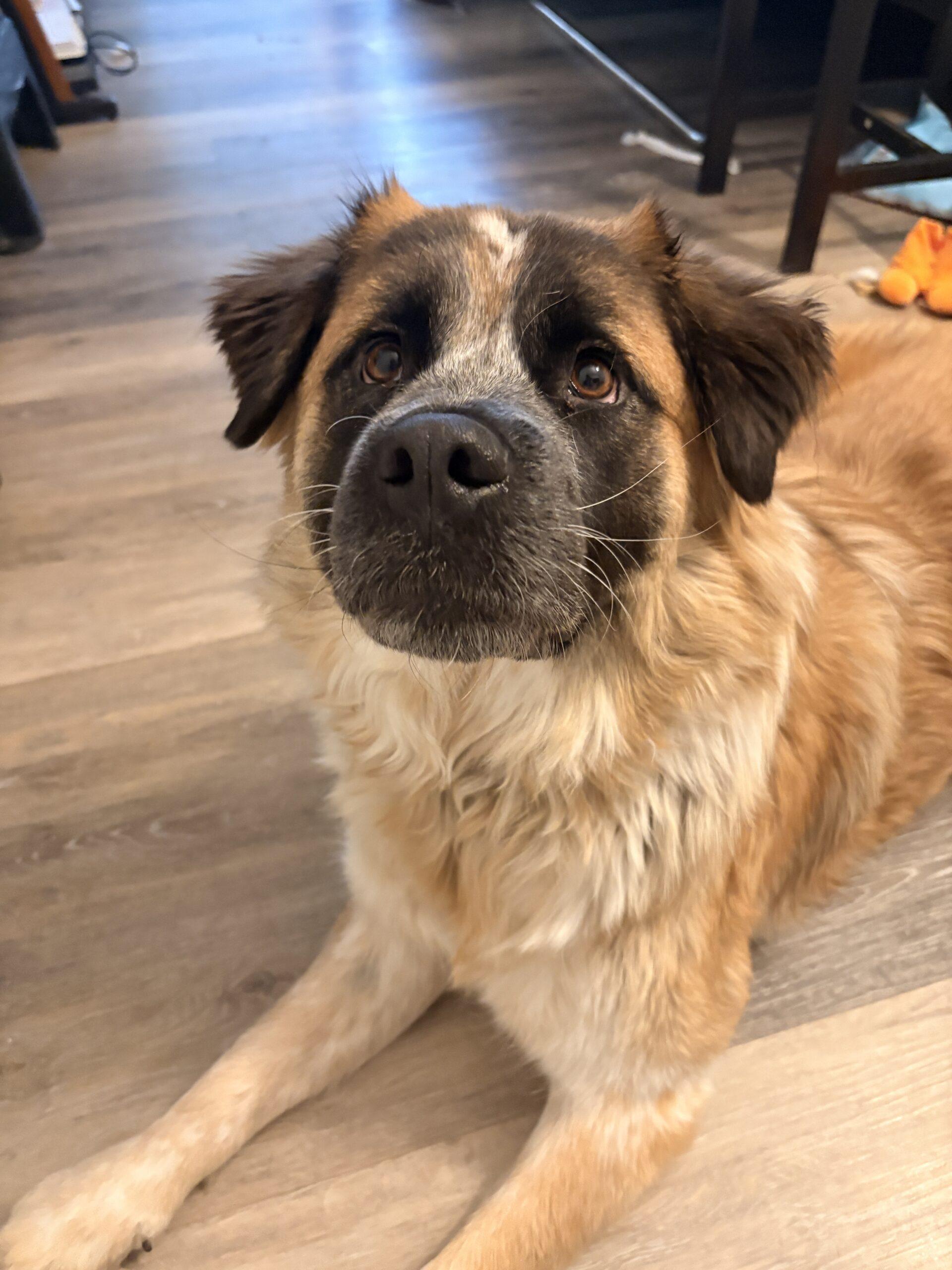 Enlarge Elain, a Adoptable mixed breed in Calgary, AB image 4/5