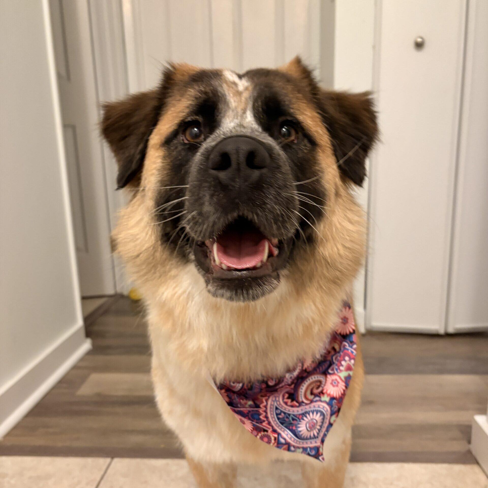 Enlarge Elain, a Adoptable mixed breed in Calgary, AB image 5/5