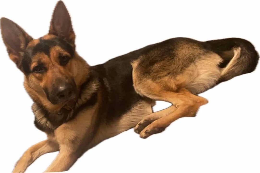 Enlarge Willie, a Adoptable German Shorthaired Pointer in Lincoln, MI image 1/1