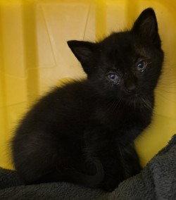 CA 128 Rain, Adoptable, Kitten Male Domestic Long Hair.