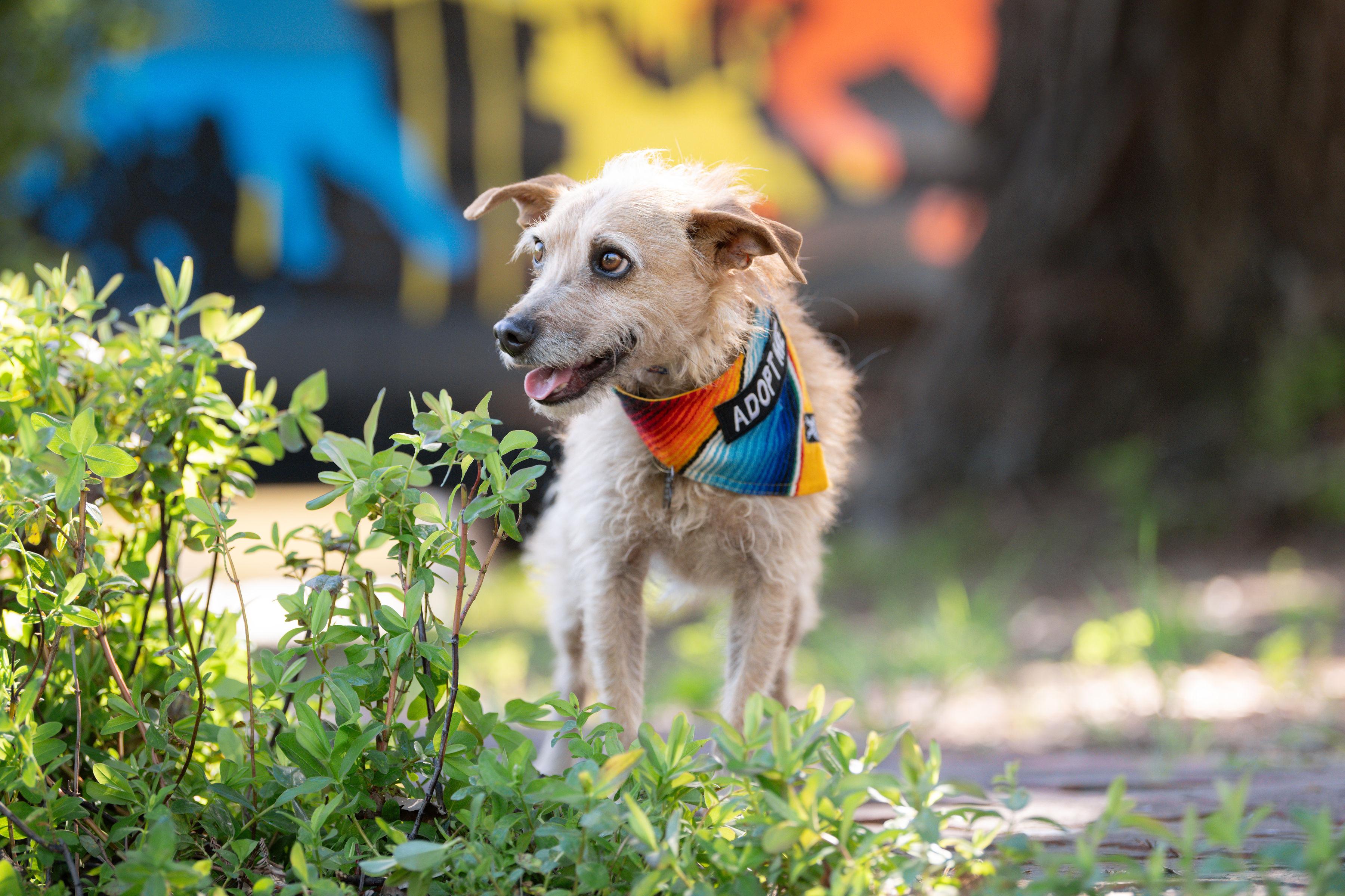Pulguita, an adopted mixed breed in Santa Rosa, CA image 4/4