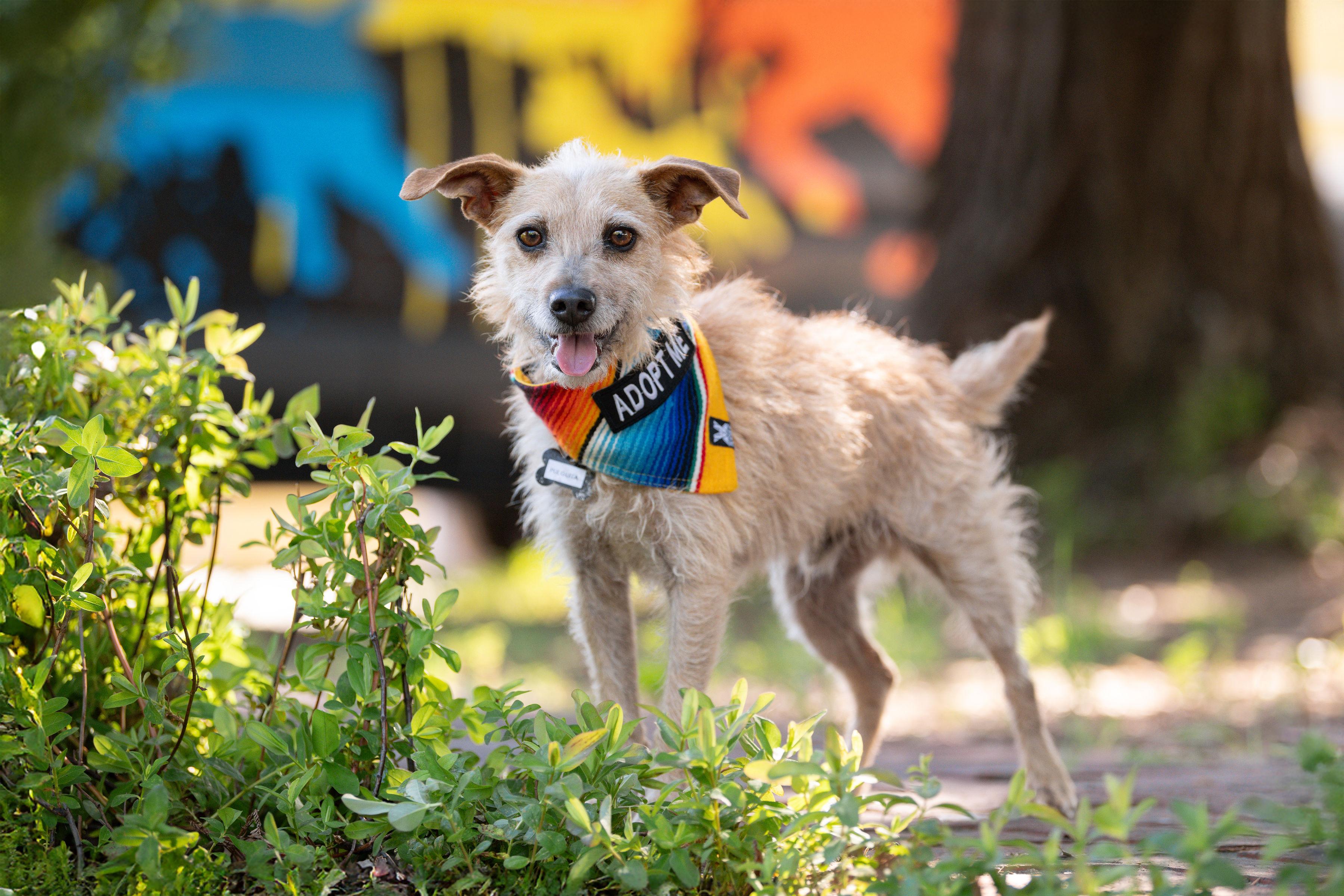 Pulguita, an adopted mixed breed in Santa Rosa, CA image 2/4