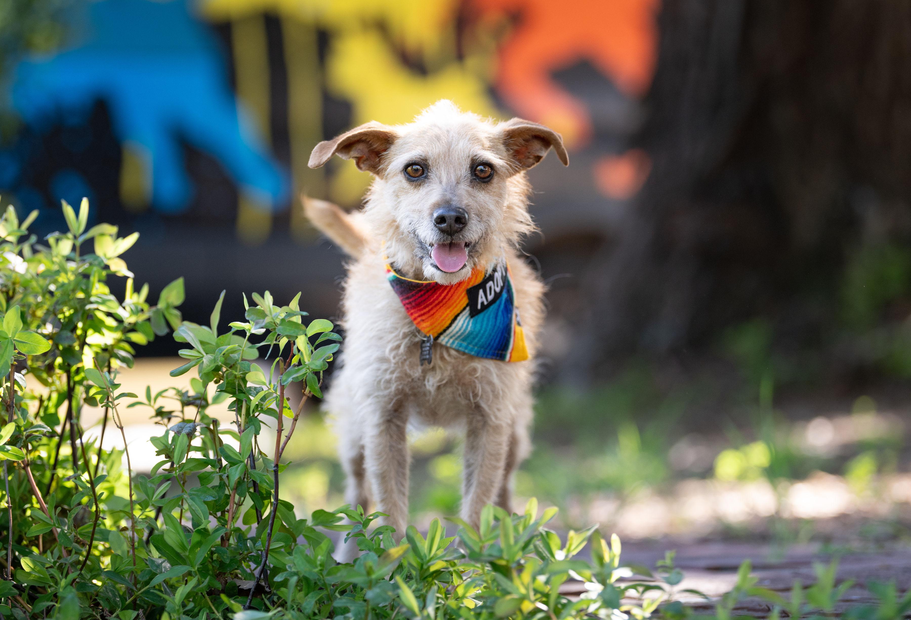 Pulguita, an adopted mixed breed in Santa Rosa, CA image 1/4
