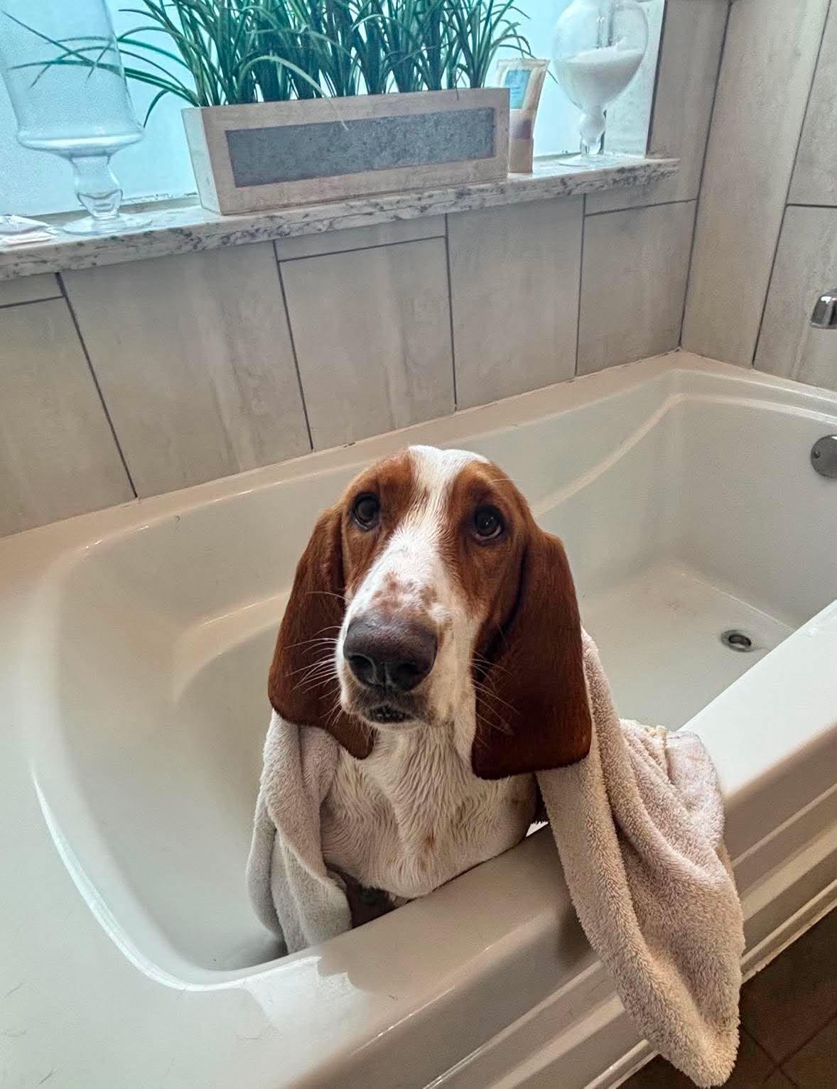 RHEA - ADOPTION PENDING!, Adoptable, Young Female Basset Hound.