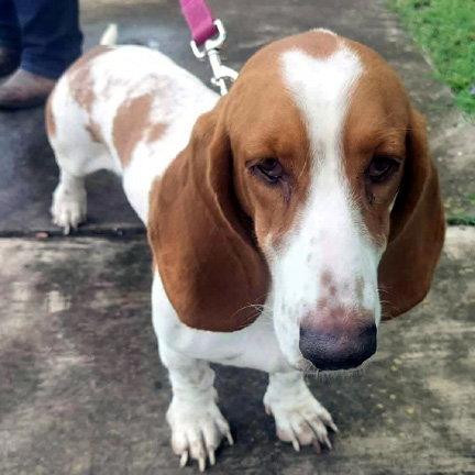 RHEA - ADOPTION PENDING!, a Adoptable Basset Hound in Mays Landing, NJ image 2/3