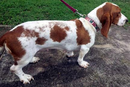 RHEA - ADOPTION PENDING!, a Adoptable Basset Hound in Mays Landing, NJ image 3/3