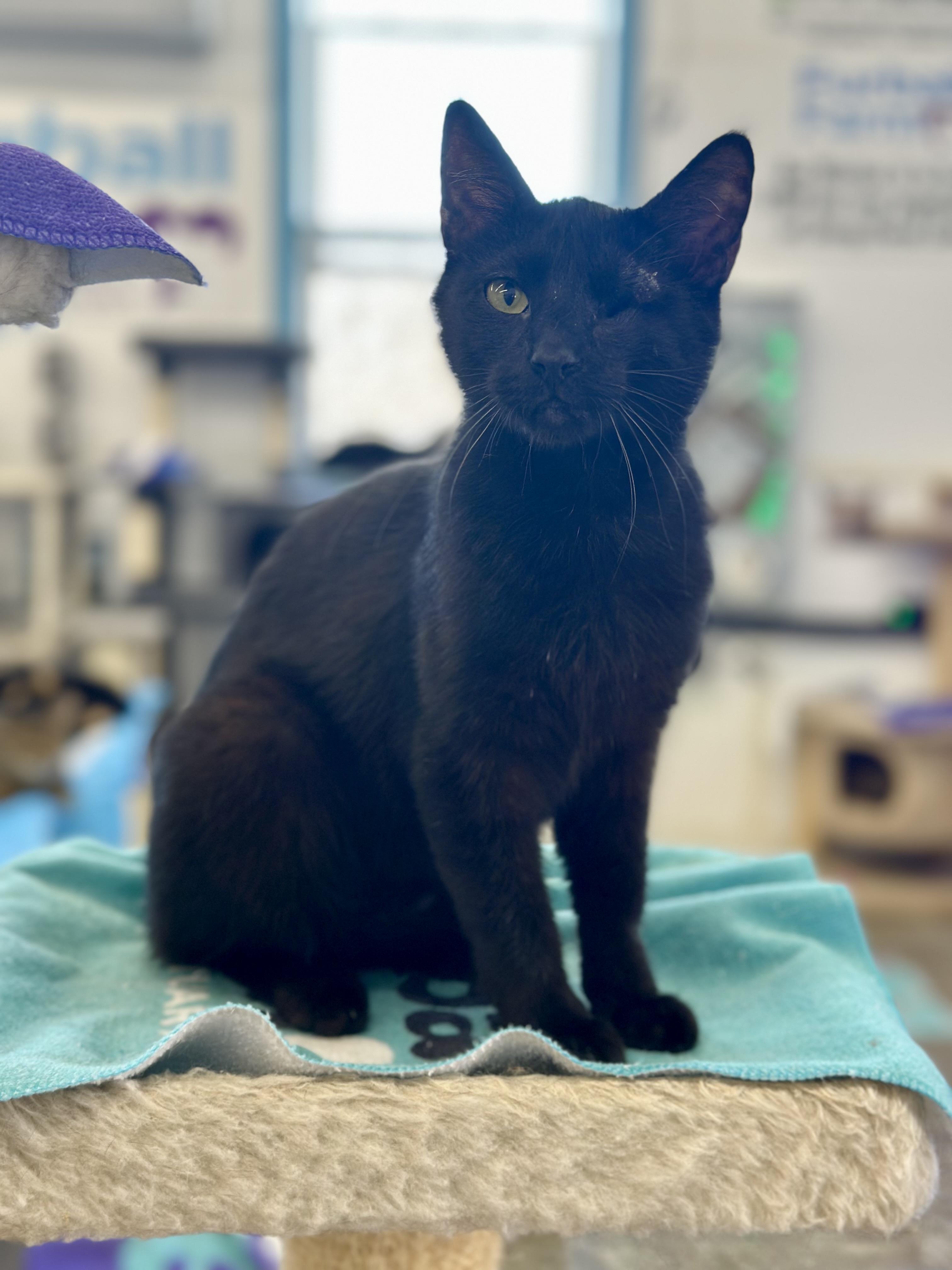 Winky, a ADOPTABLE Domestic Short Hair in Faribault, MN image 4/6