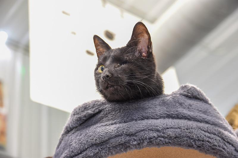Winky, a ADOPTABLE Domestic Short Hair in Faribault, MN image 2/6