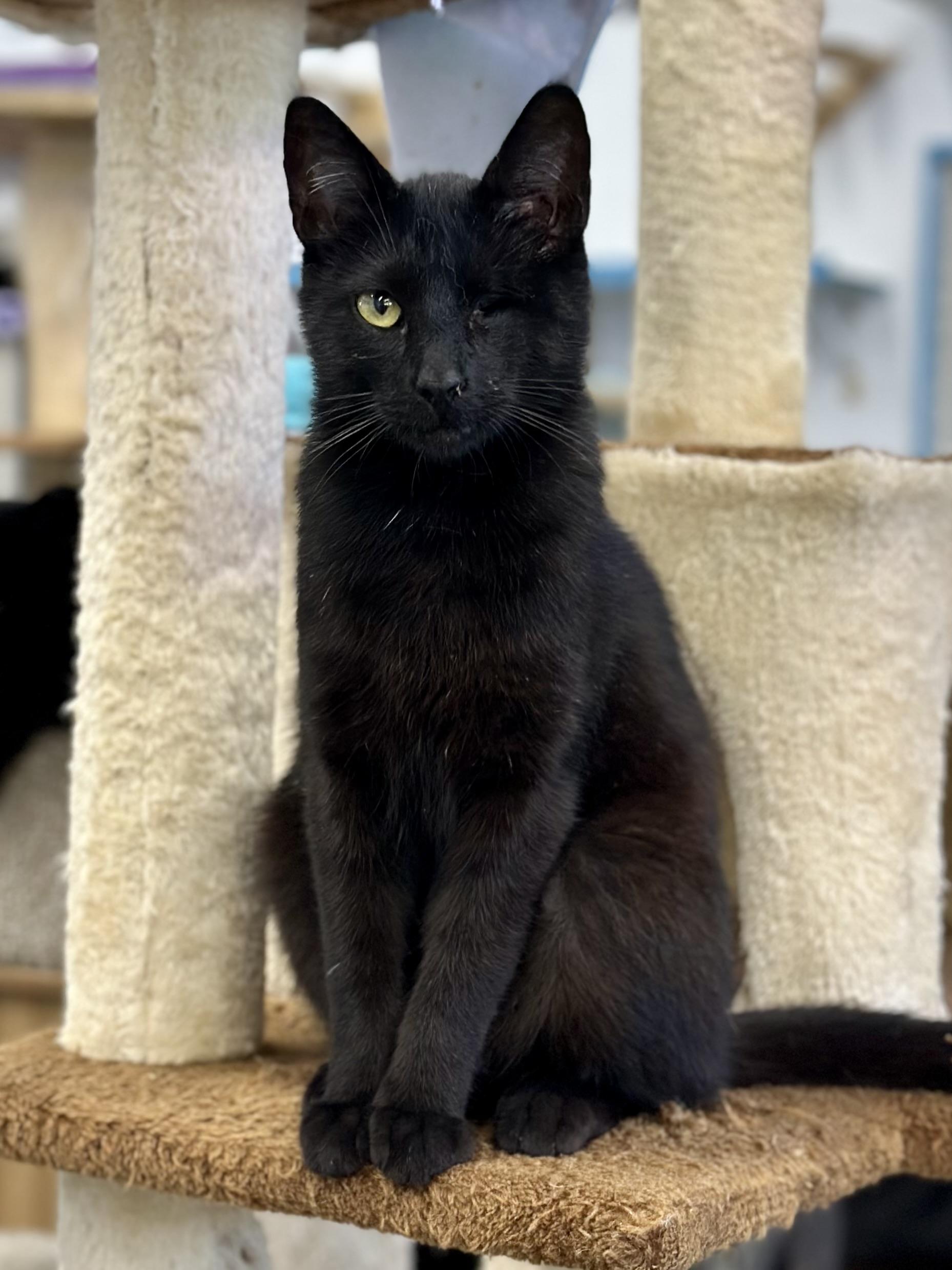 Winky, a ADOPTABLE Domestic Short Hair in Faribault, MN image 1/6