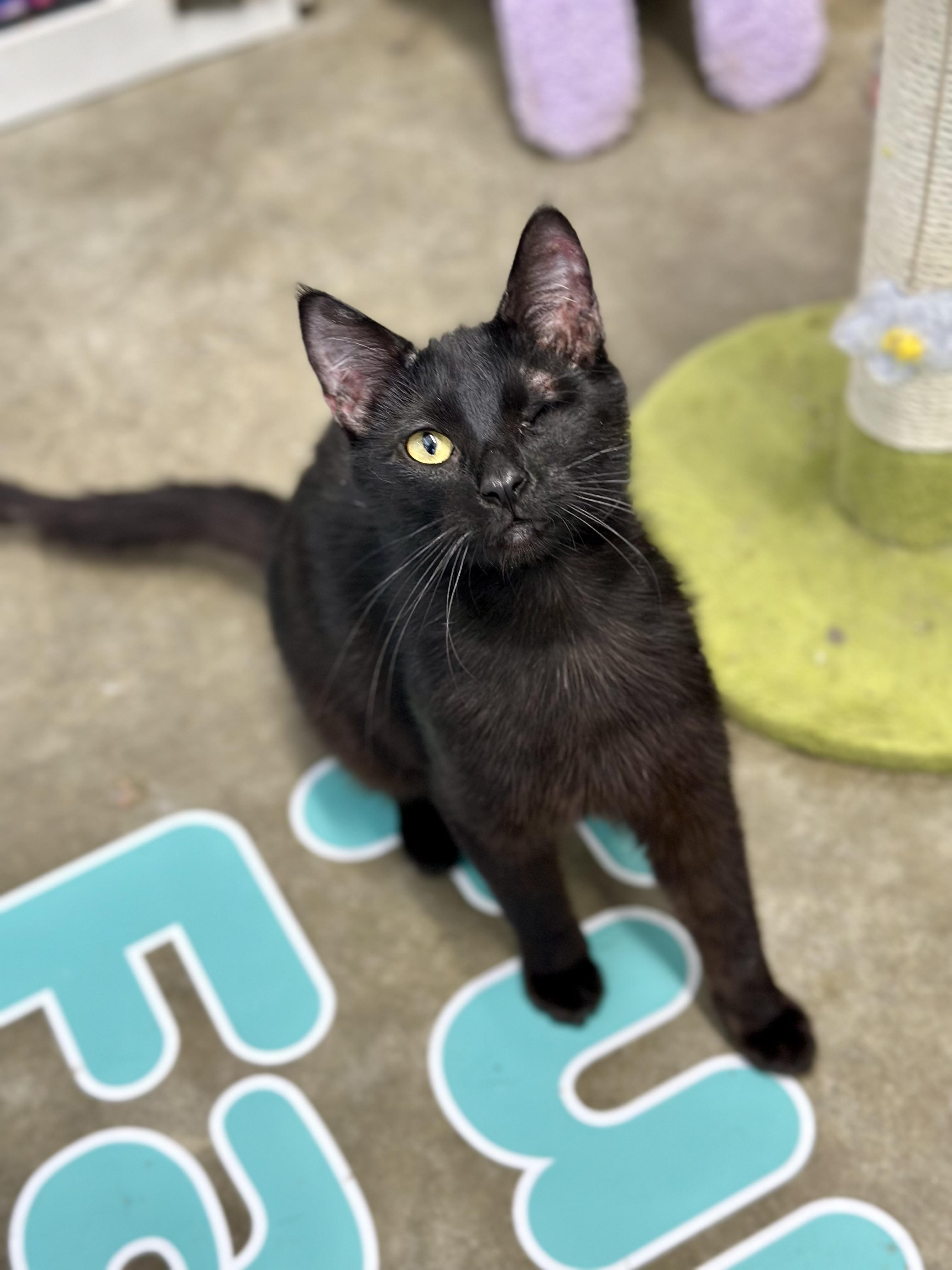 Winky, a ADOPTABLE Domestic Short Hair in Faribault, MN image 3/6