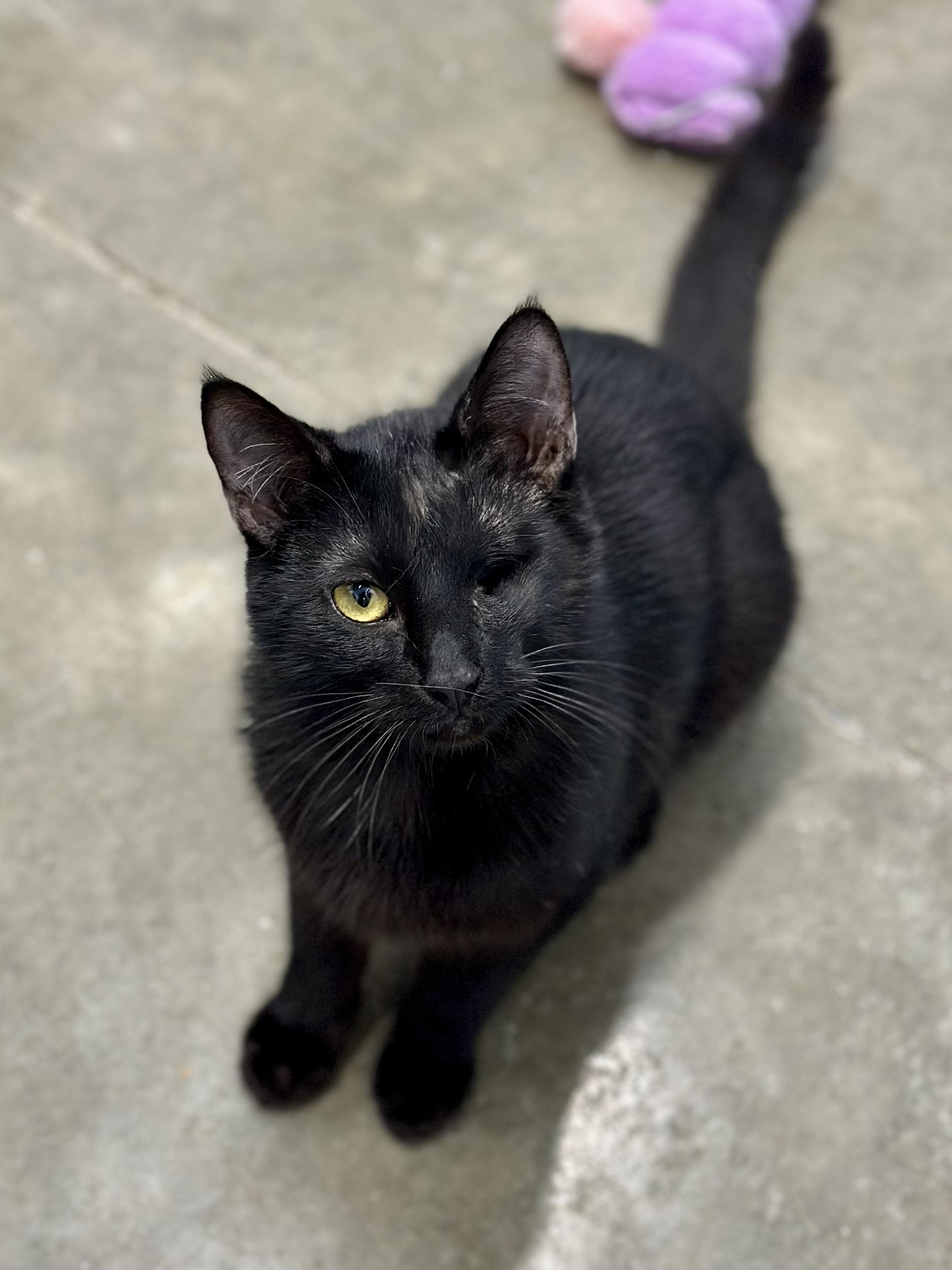 Winky, a ADOPTABLE Domestic Short Hair in Faribault, MN image 5/6
