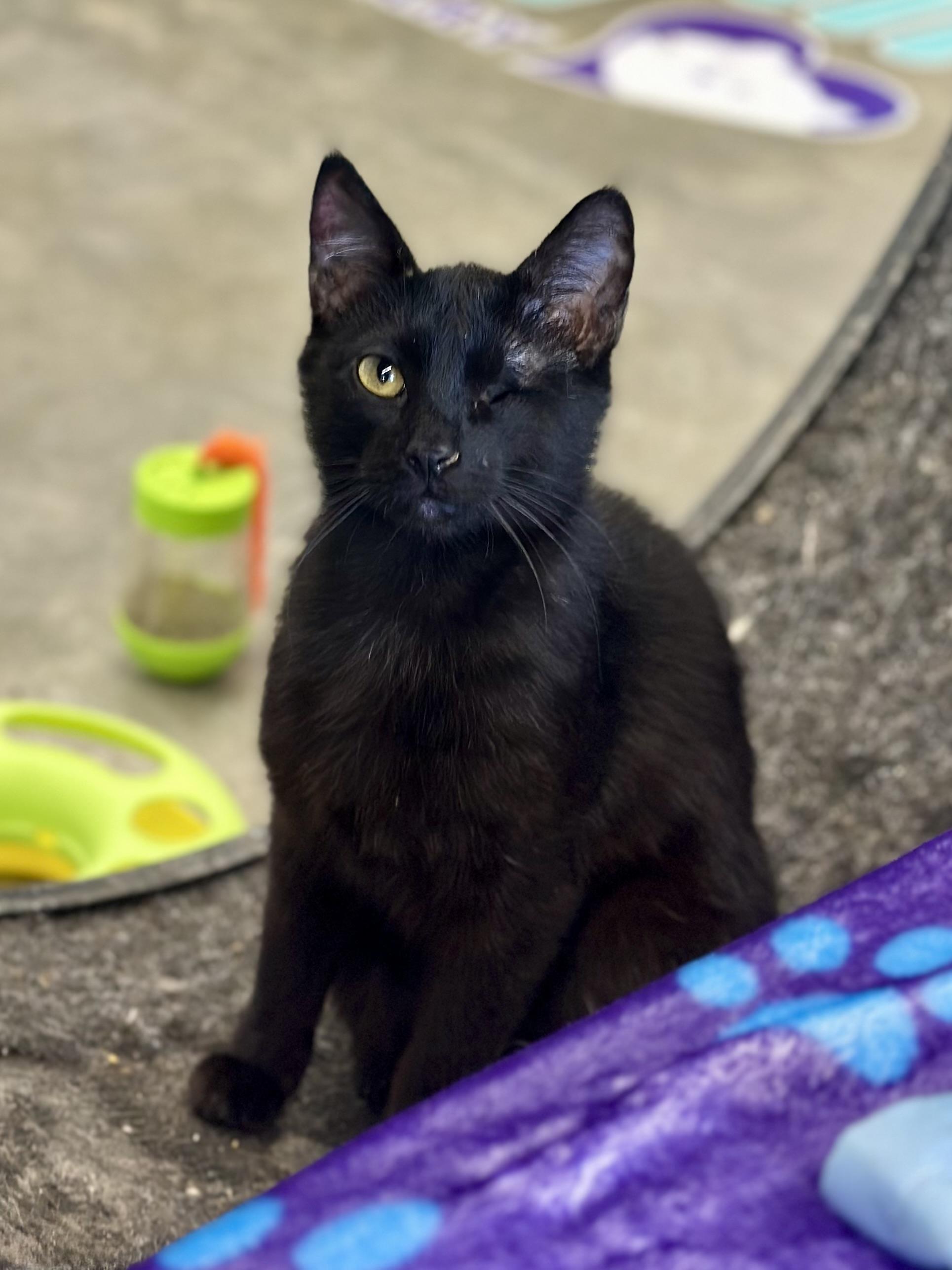 Winky, a ADOPTABLE Domestic Short Hair in Faribault, MN image 6/6
