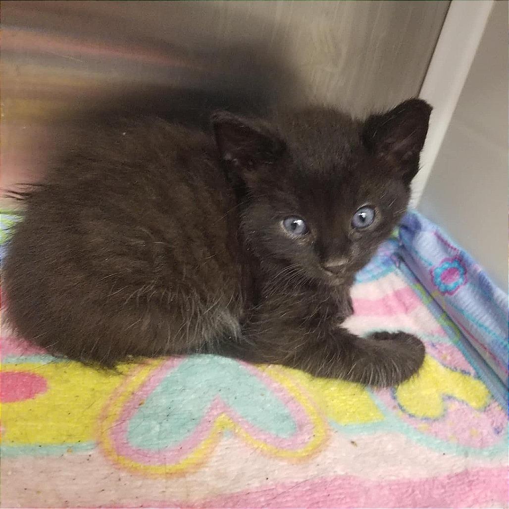 Wiggles, a Adoptable Domestic Medium Hair in Boaz, AL image 1/4