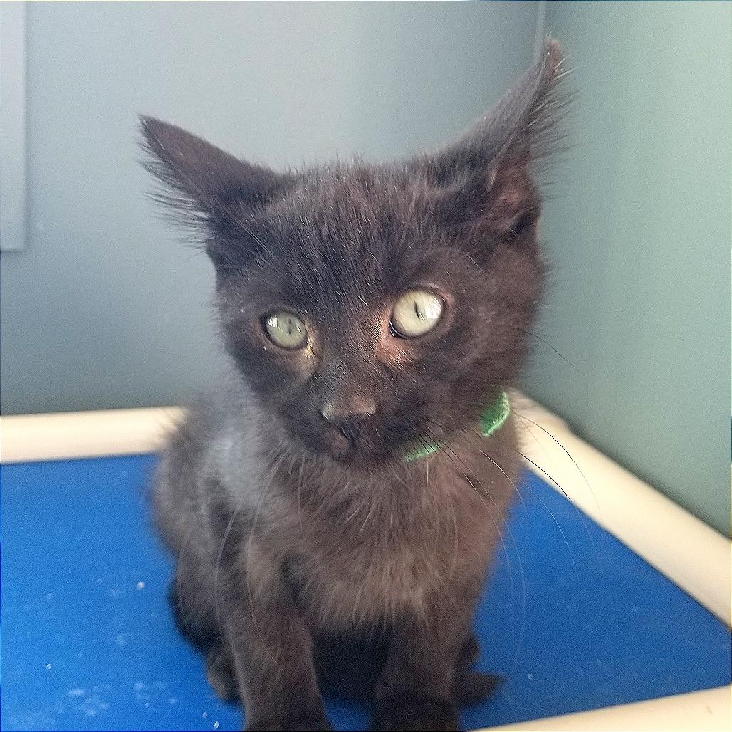 Wiggles, a Adoptable Domestic Medium Hair in Boaz, AL image 2/4