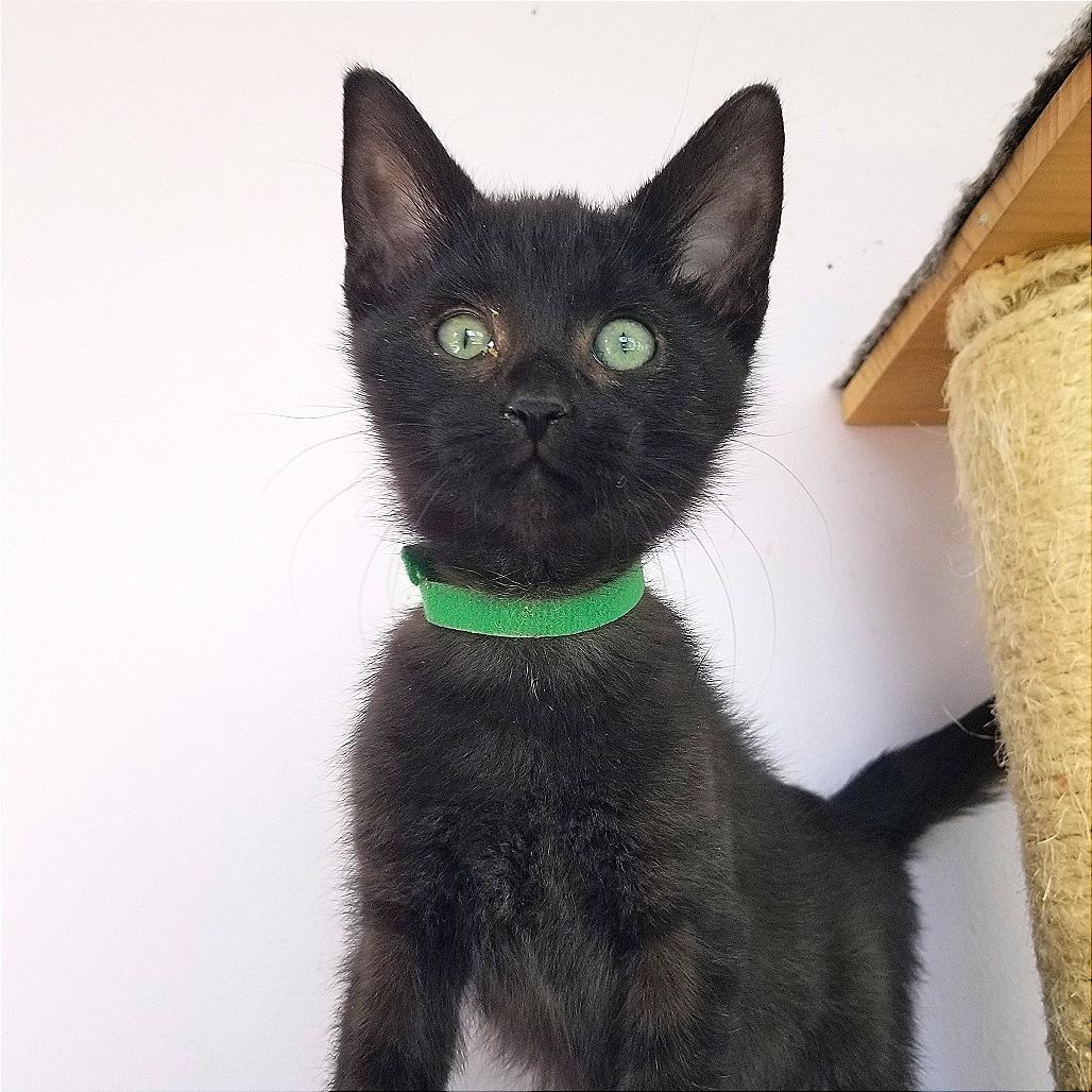 Wiggles, a Adoptable Domestic Medium Hair in Boaz, AL image 3/4