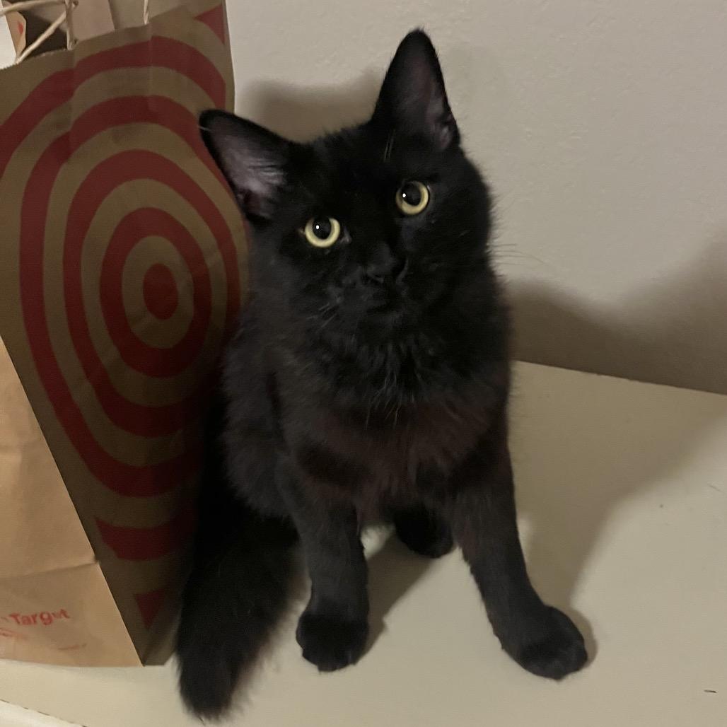 Peter, a Adoptable Domestic Medium Hair in Fresno, CA image 1/2