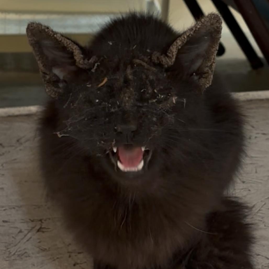 Peter, a Adoptable Domestic Medium Hair in Fresno, CA image 2/2