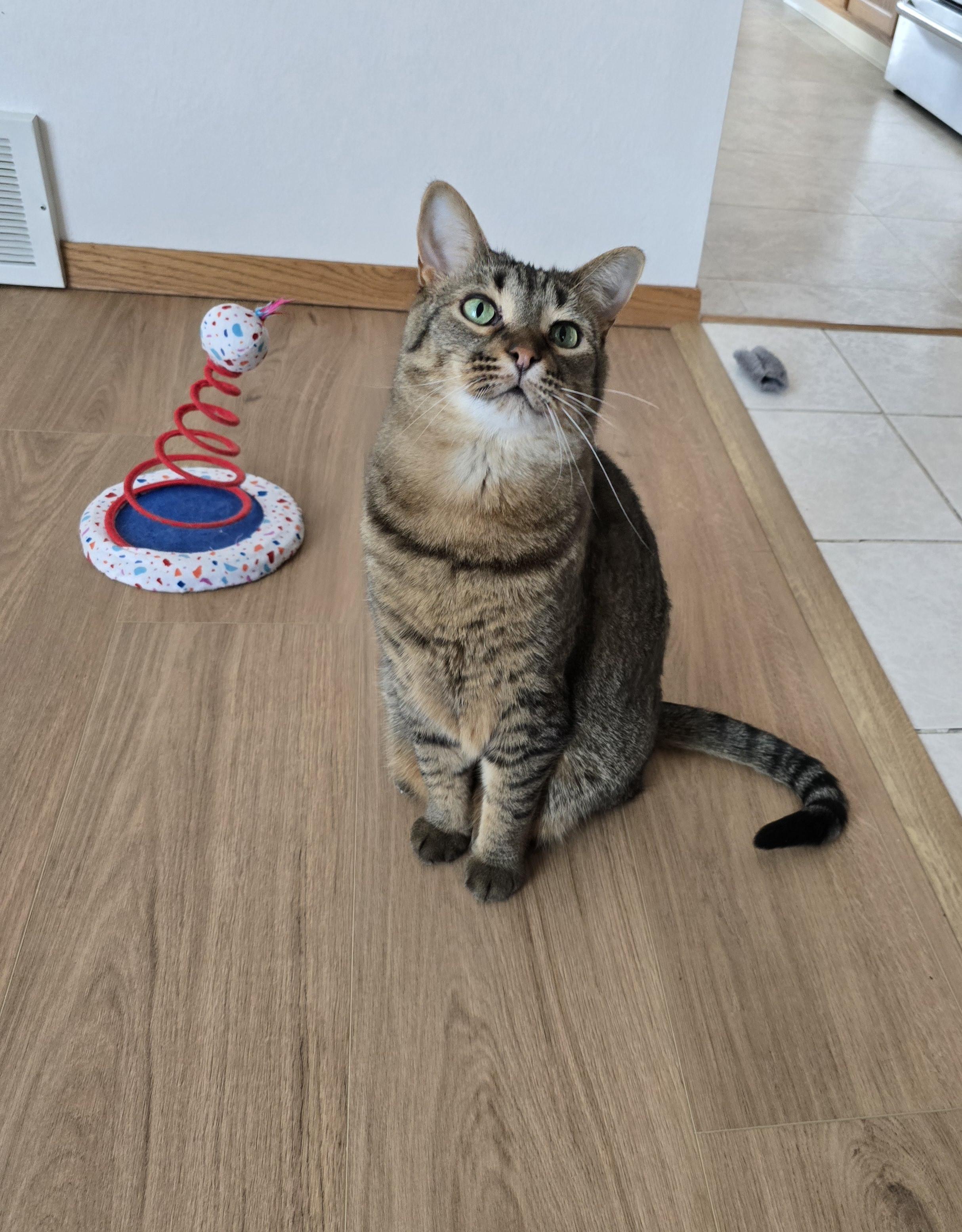 Enlarge Zoey, a Adoptable mixed breed in Fargo, ND image 2/5