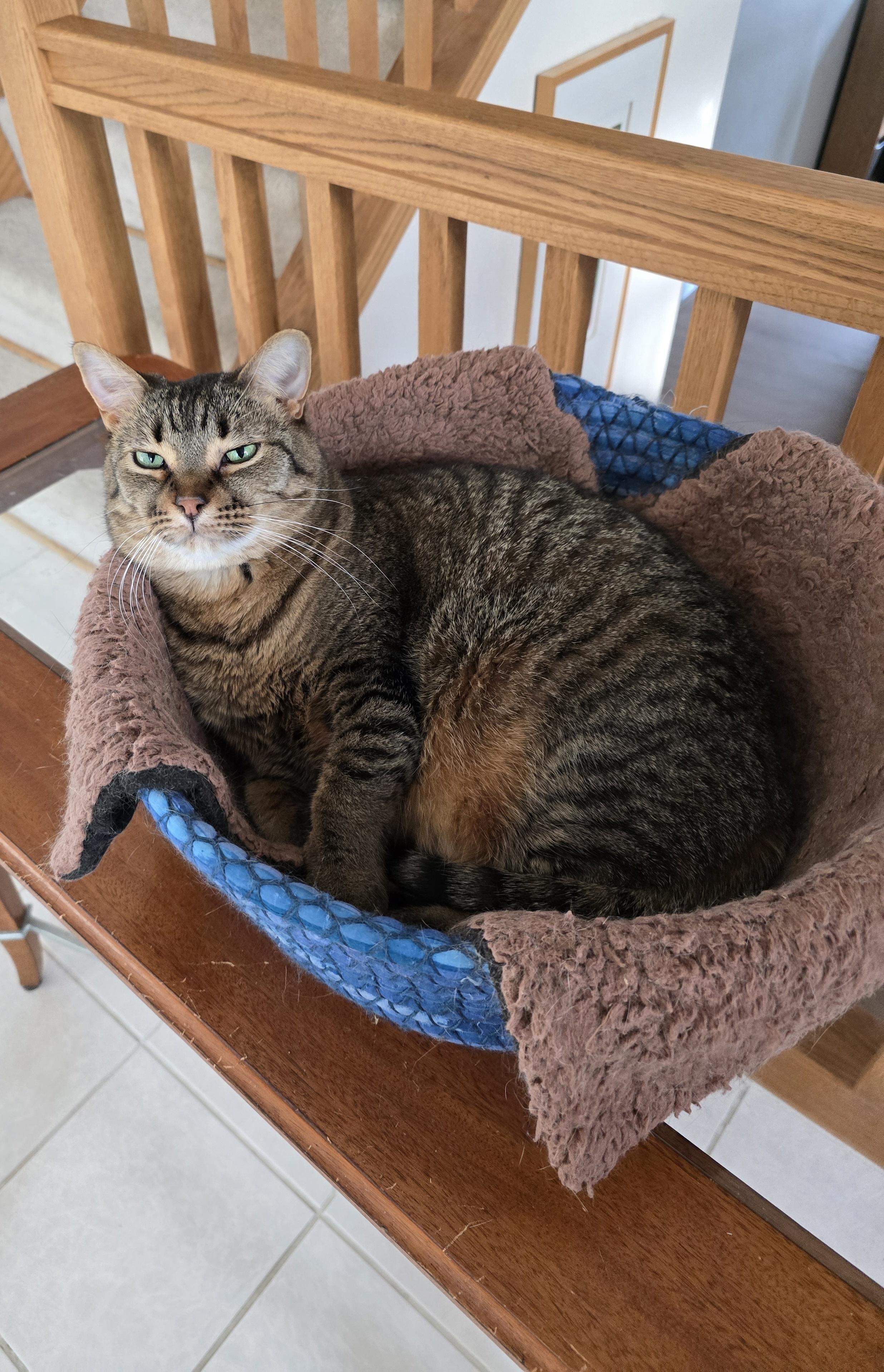 Zoey, Adoptable, Adult Female Domestic Short Hair.