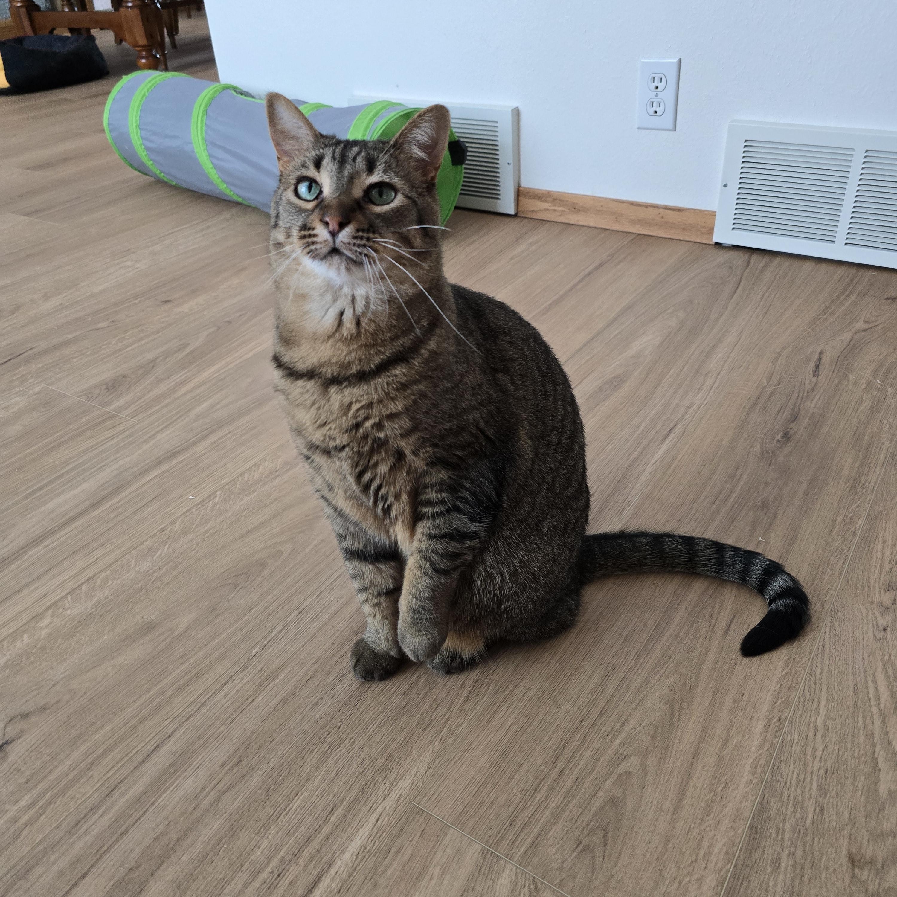 Enlarge Zoey, a Adoptable mixed breed in Fargo, ND image 1/5