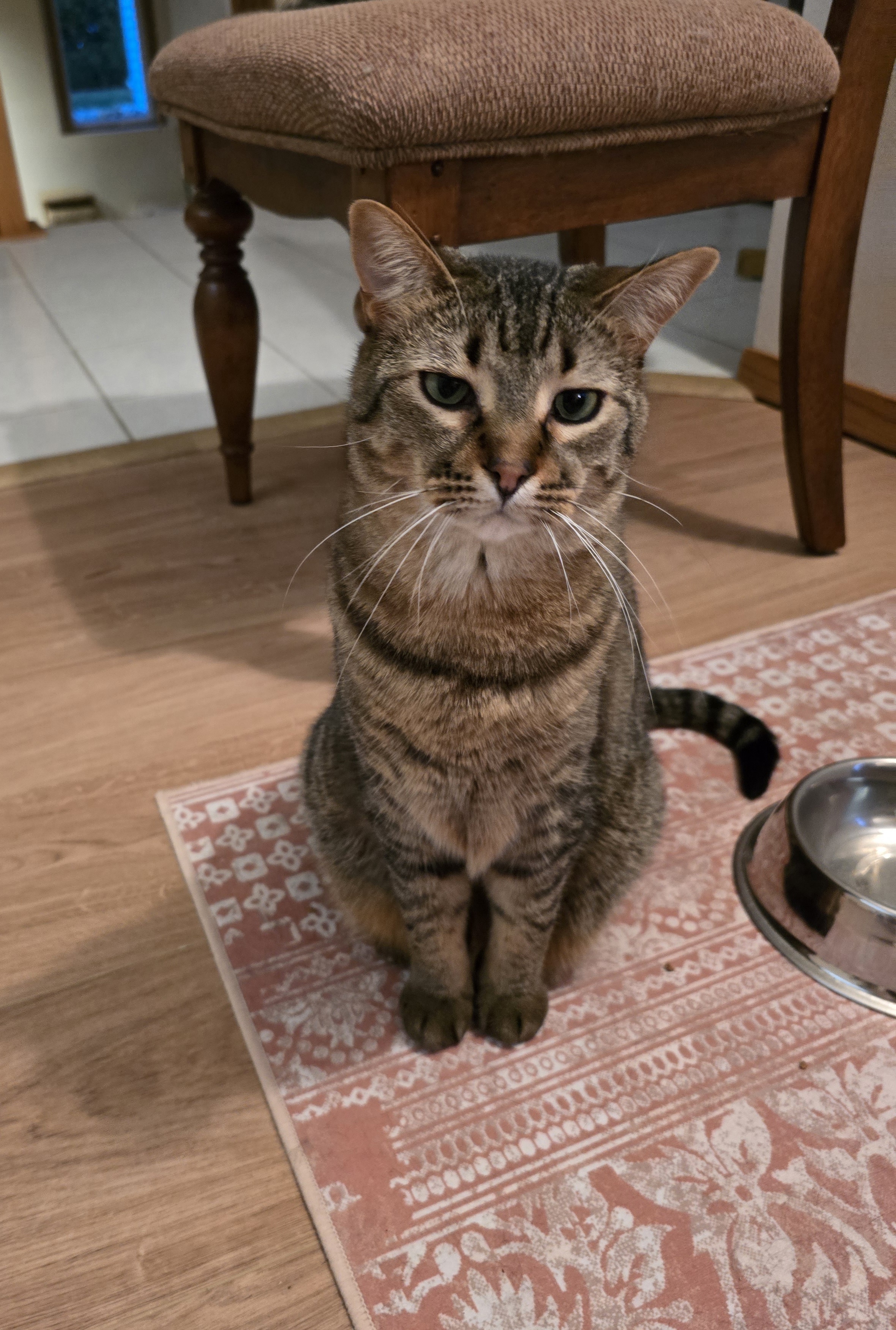Enlarge Zoey, a Adoptable mixed breed in Fargo, ND image 3/5