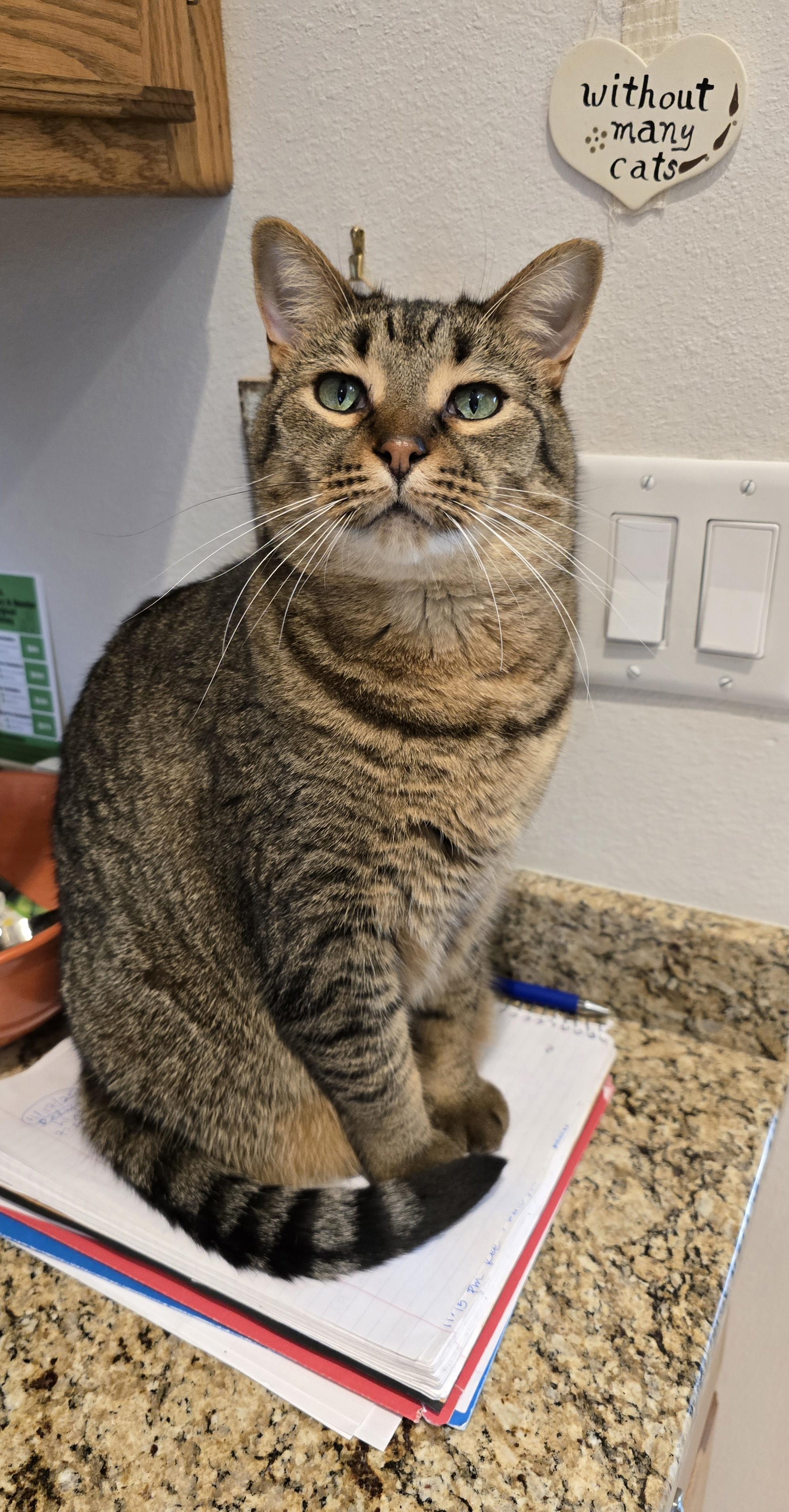 Enlarge Zoey, a Adoptable mixed breed in Fargo, ND image 1/4