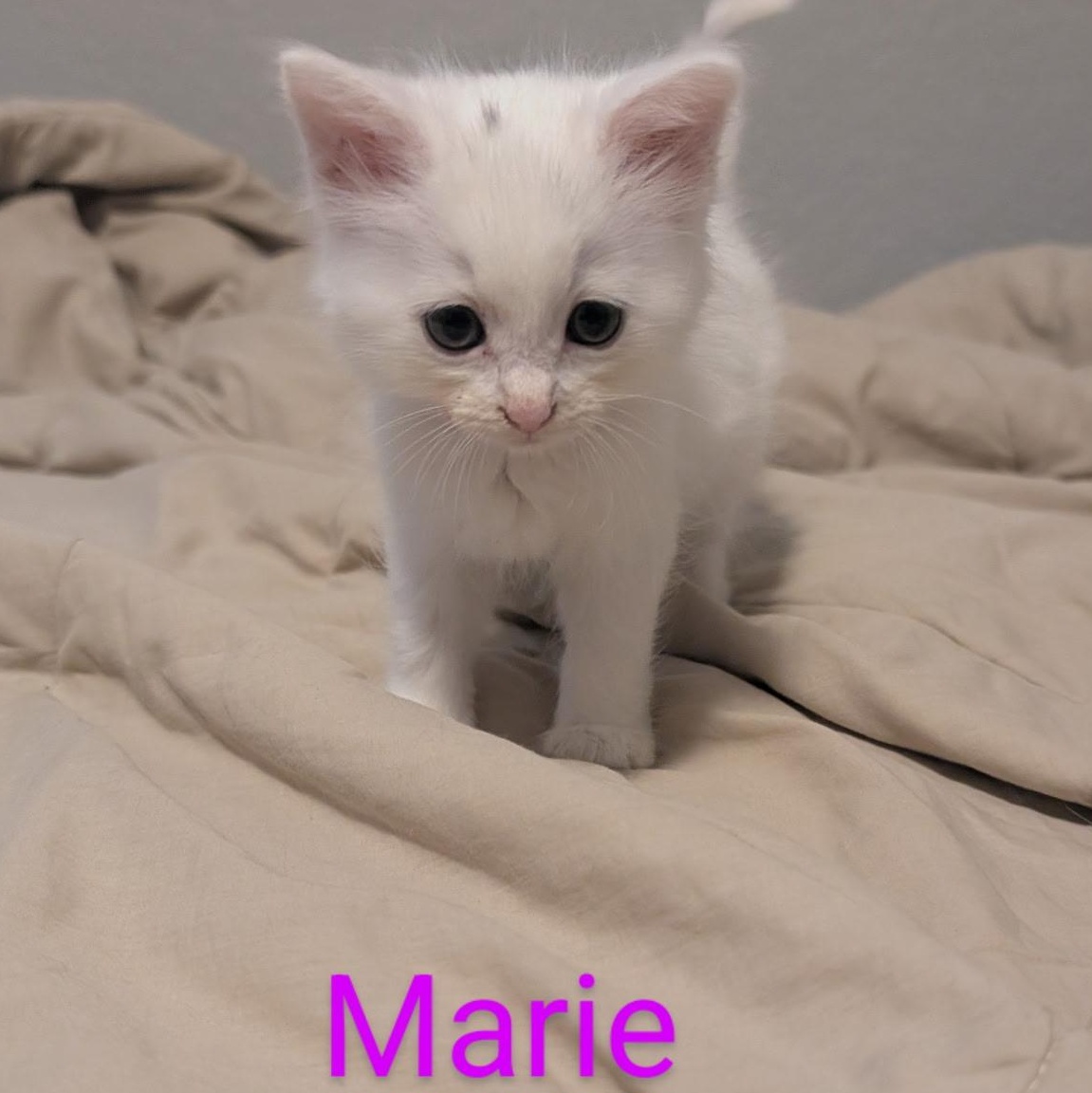 Marie