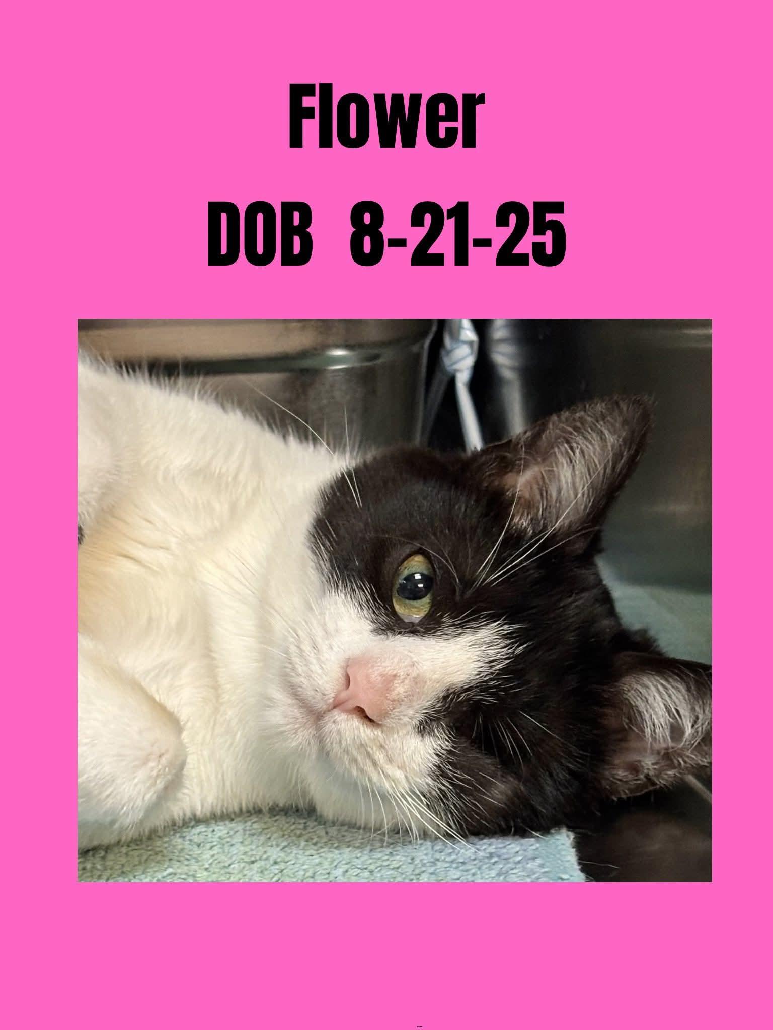 Flower, adopted, Young Female Domestic Short Hair.