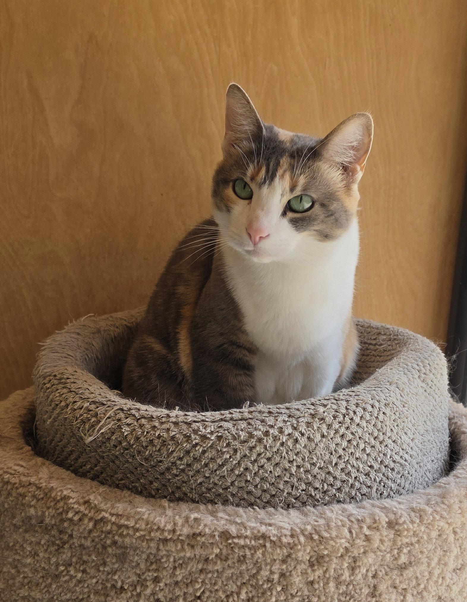 Patches, Adoptable, Young Female Domestic Short Hair.