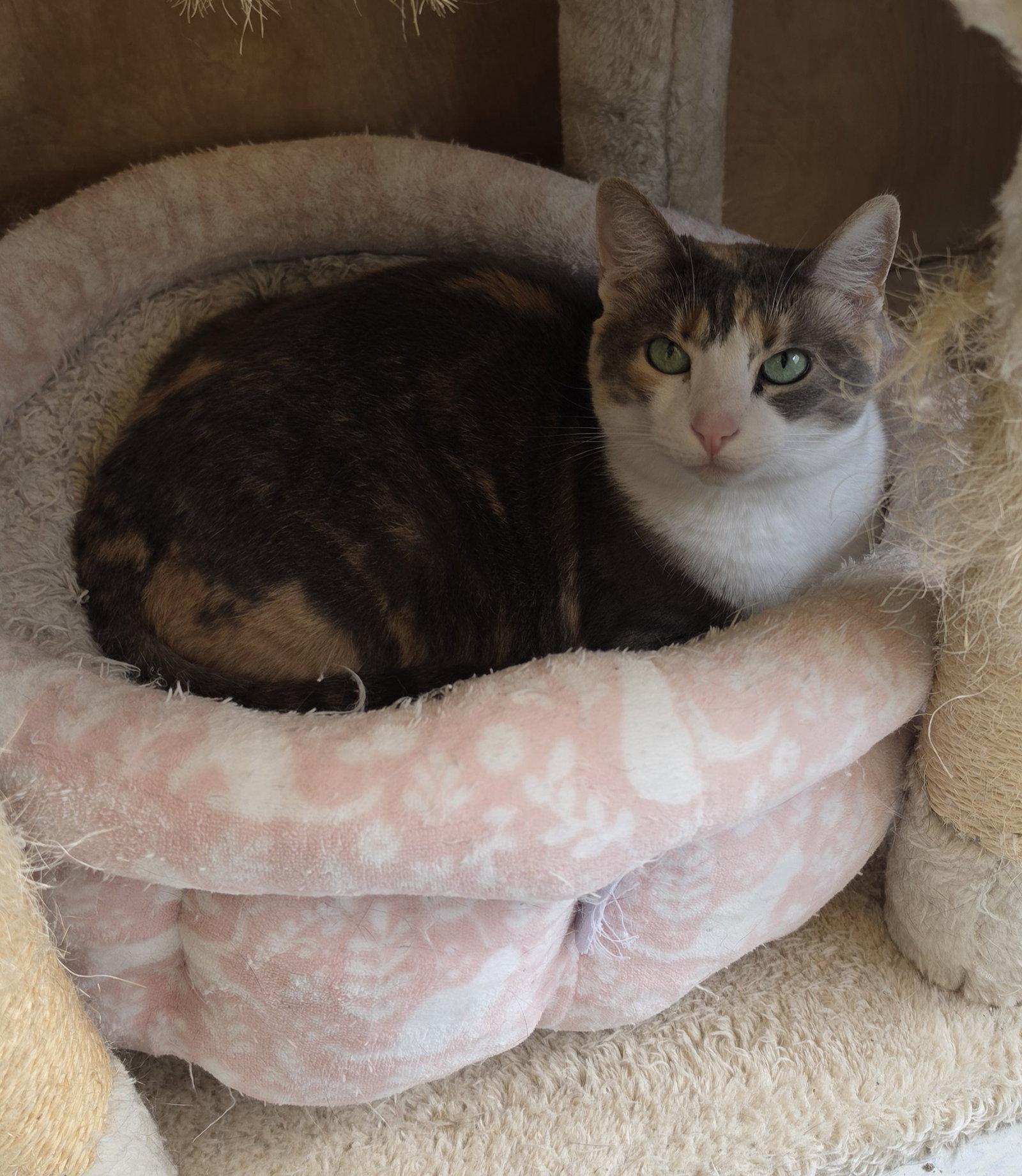 Enlarge Patches, a Adoptable Domestic Short Hair in Hollywood, MD image 2/3