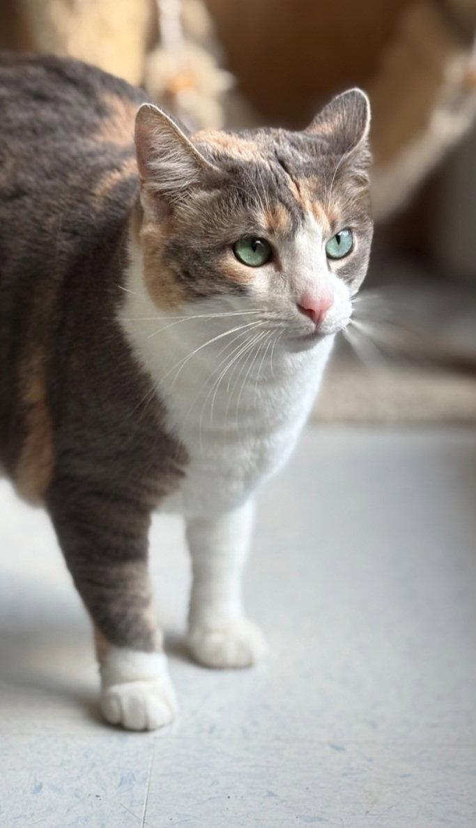 Enlarge Patches, a Adoptable Domestic Short Hair in Hollywood, MD image 3/3